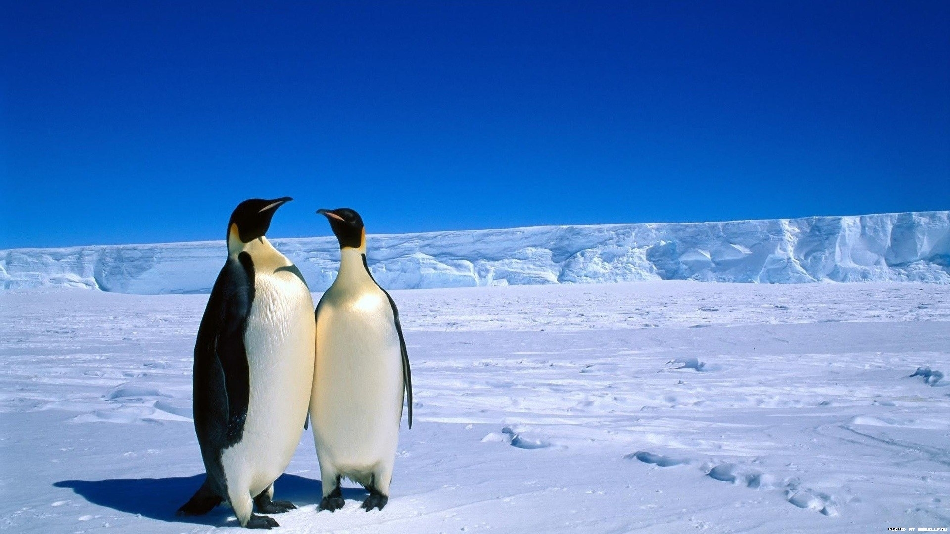 49294 скачать обои пингвины, животные, пейзаж, синие - заставки и картинки бесплатно