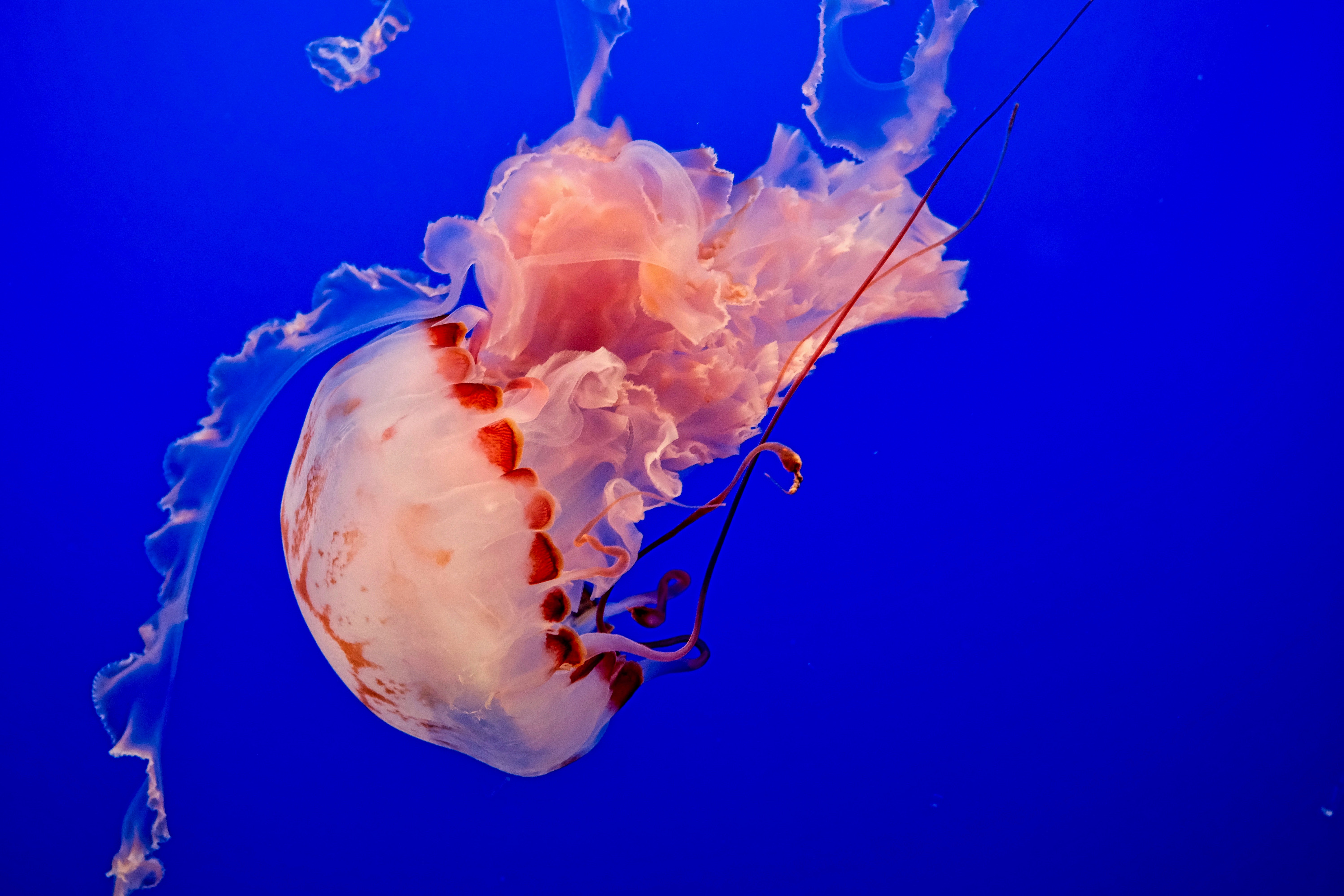 83177 скачать картинку синий, подводный мир, плавать, животные, океан, медуза, щупальцы - обои и заставки бесплатно