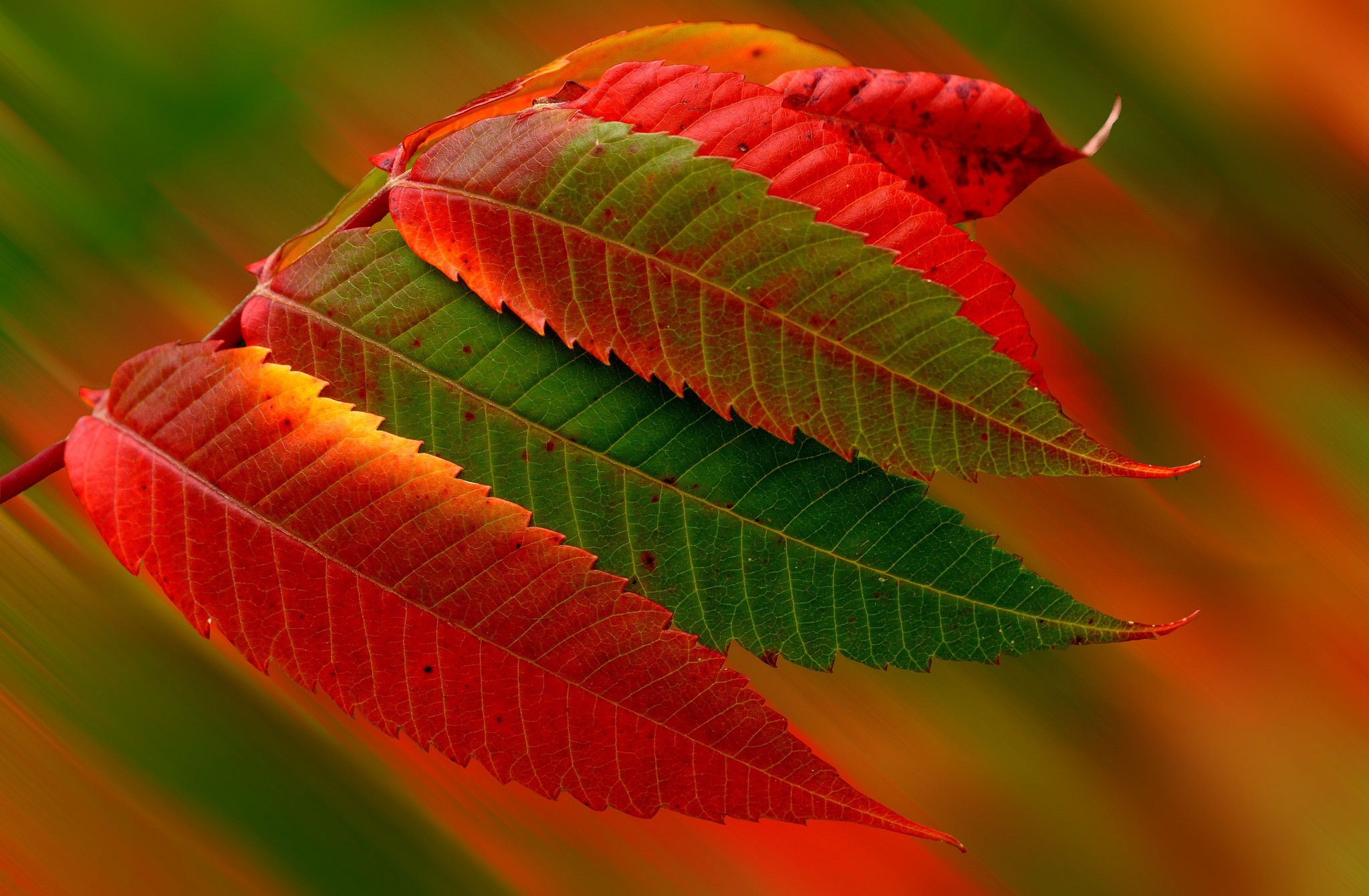 659484 скачать картинку зеленый, осень, красный, лист, земля/природа, солнечный свет - обои и заставки бесплатно