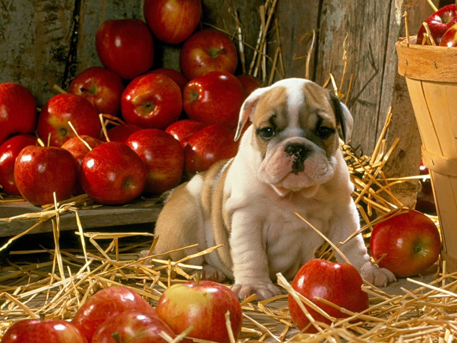animals, dogs, apples lock screen backgrounds