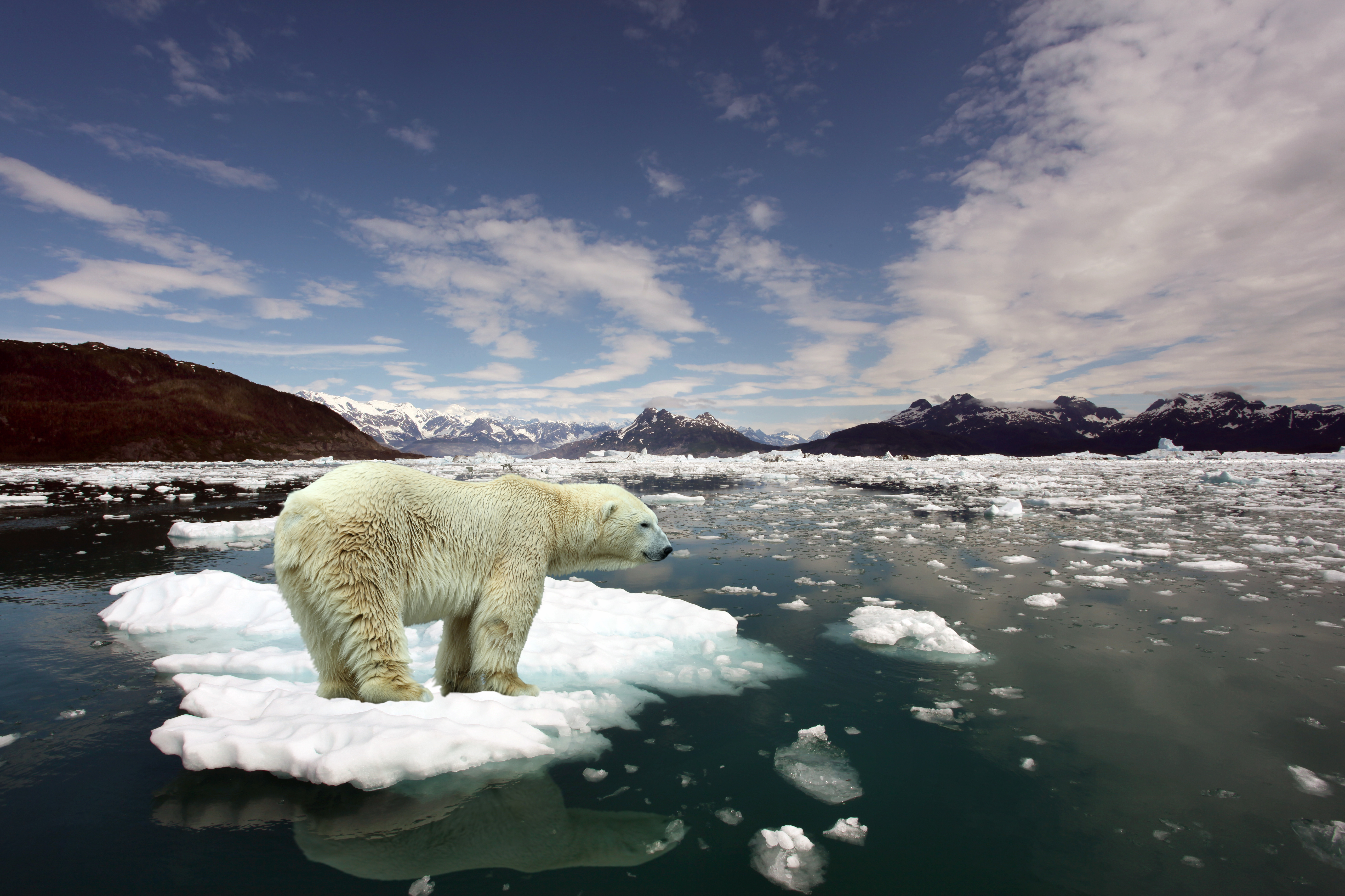 Ice animals. Северный Ледовитый океан белый медведь. Белый медведь арктических пустынь. Среда обитания белого медведя. Белый медведь на льдине.