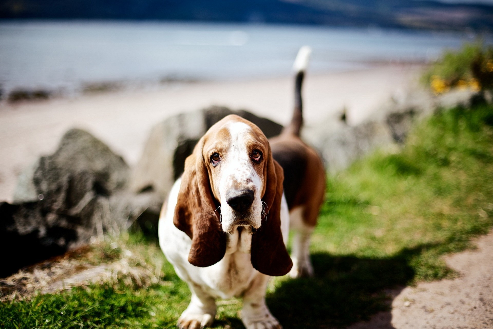 basset hound, animal, dogs HD wallpaper