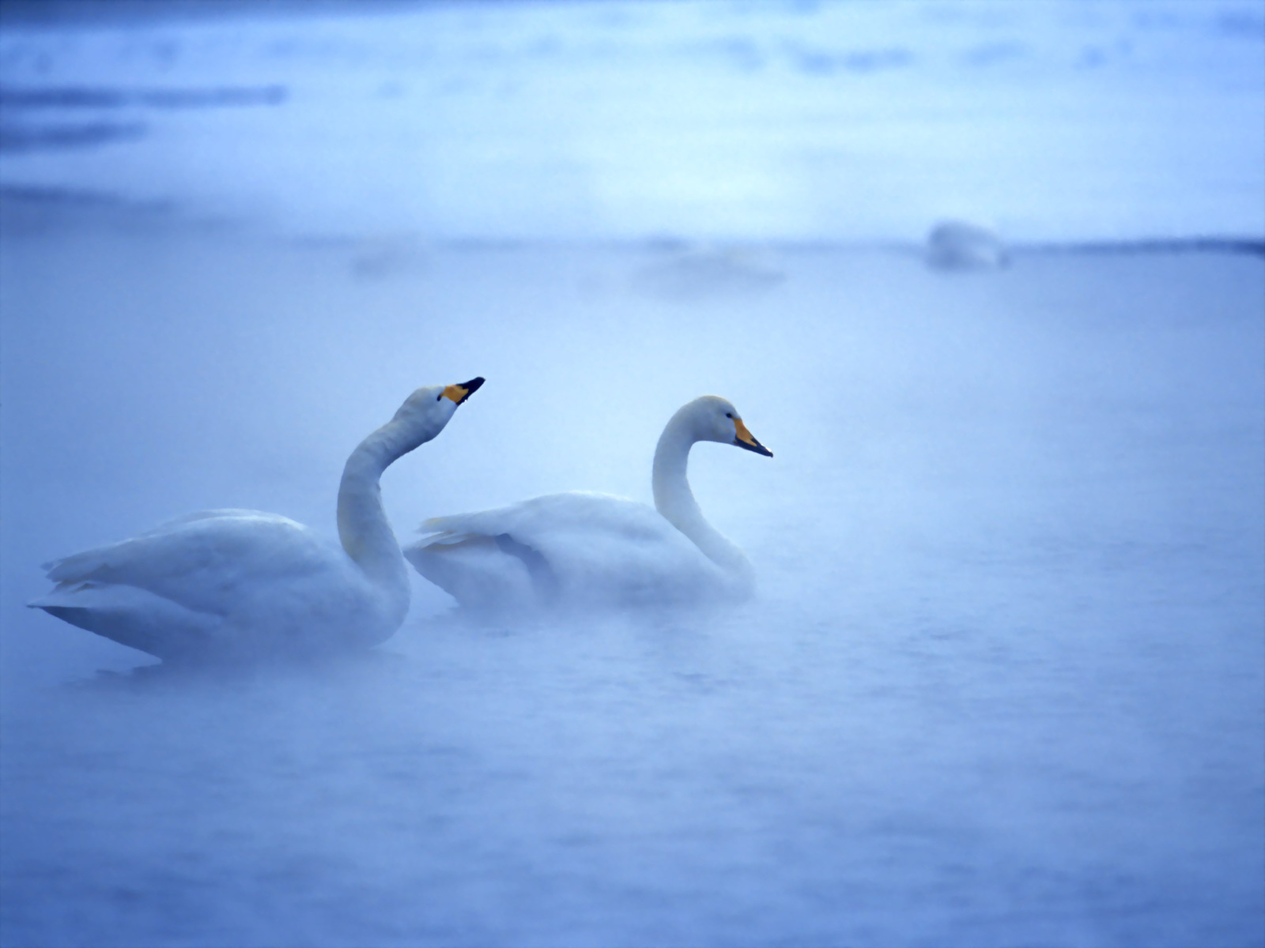 Download mobile wallpaper Whooper Swan, Swan, Birds, Fog, Animal for free.