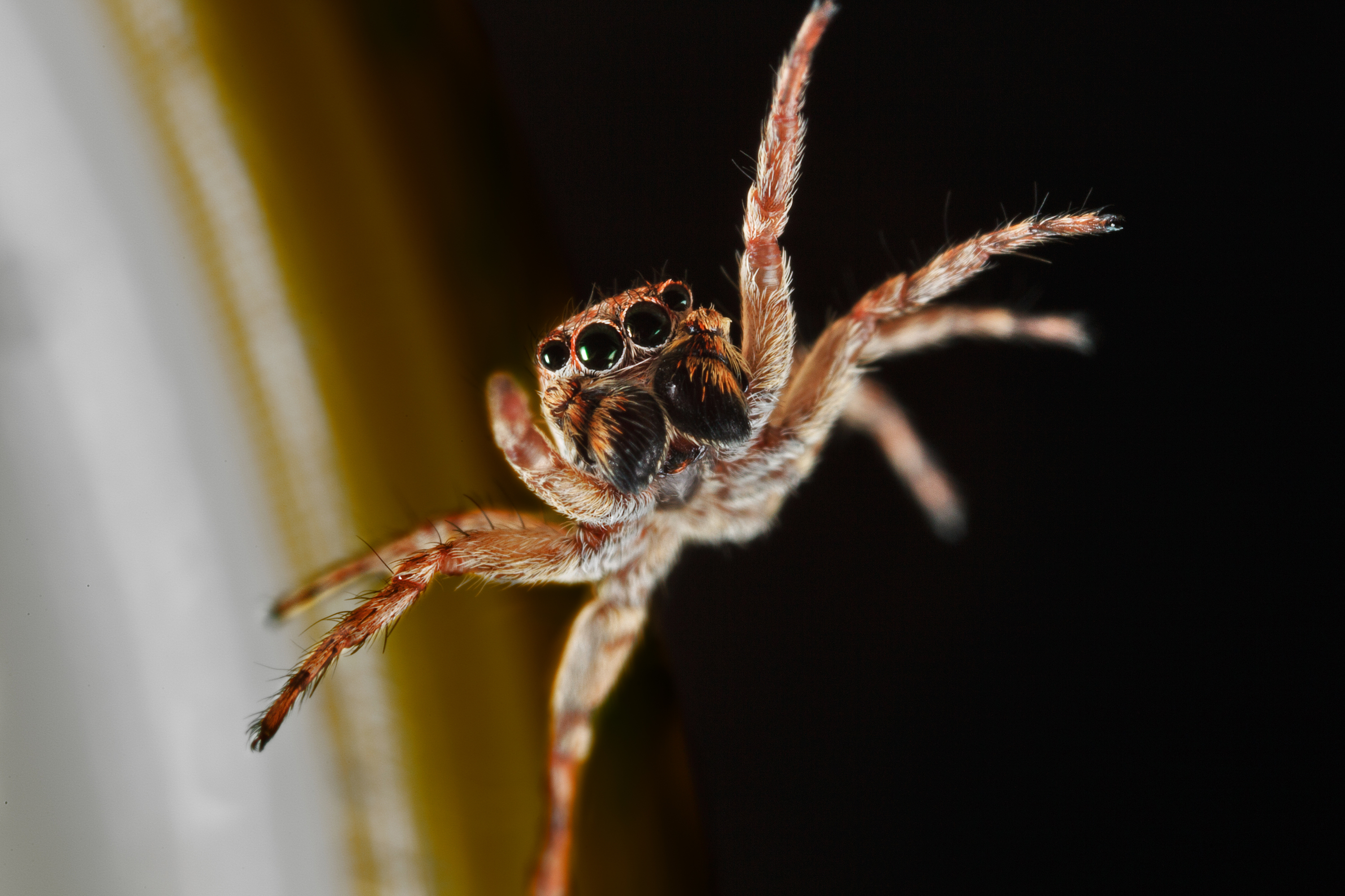 Паук животное. Macracantha arcuata паук. Паук волк. Паук Дарвина. Крылатый паук.