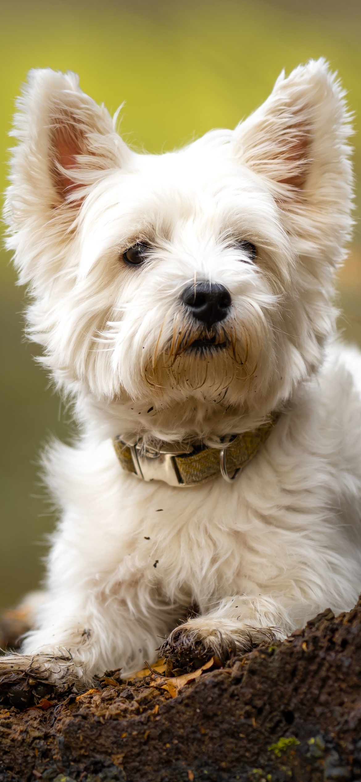 android animal, west highland white terrier, dog, dogs