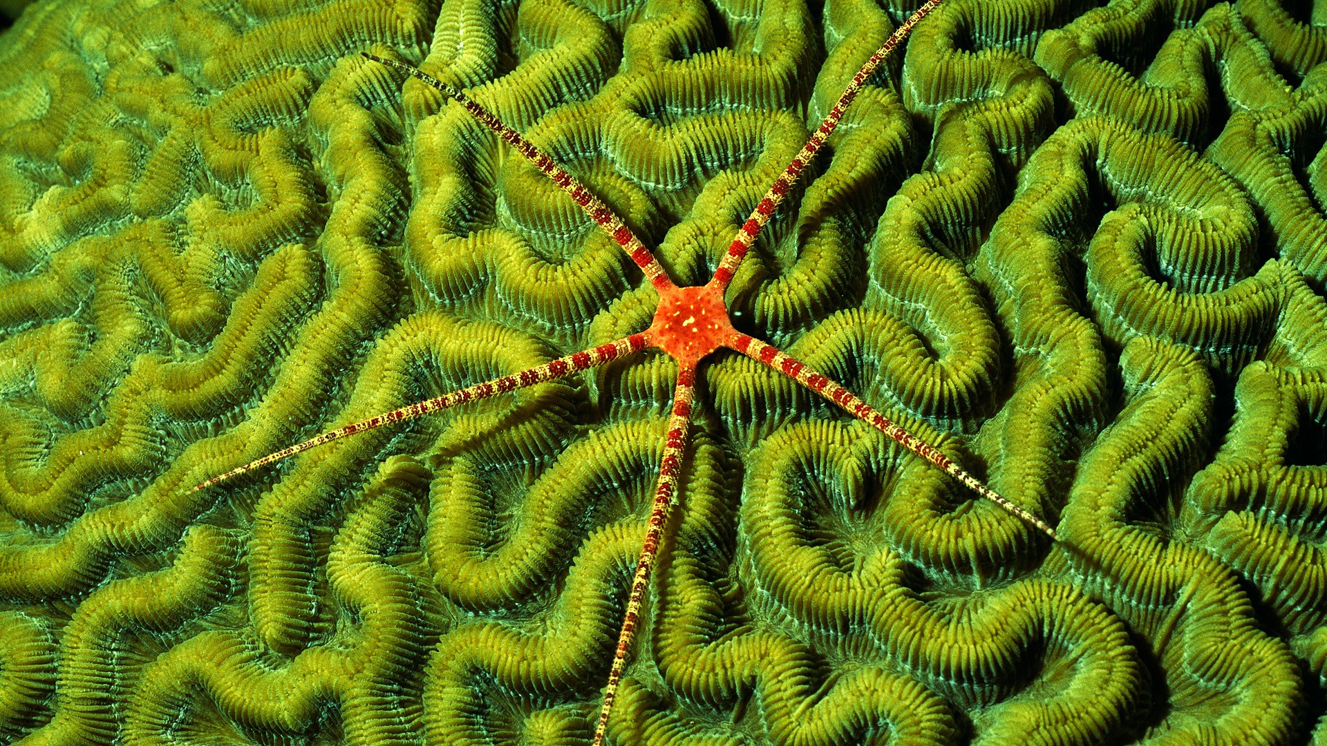  Starfish HD Android Wallpapers