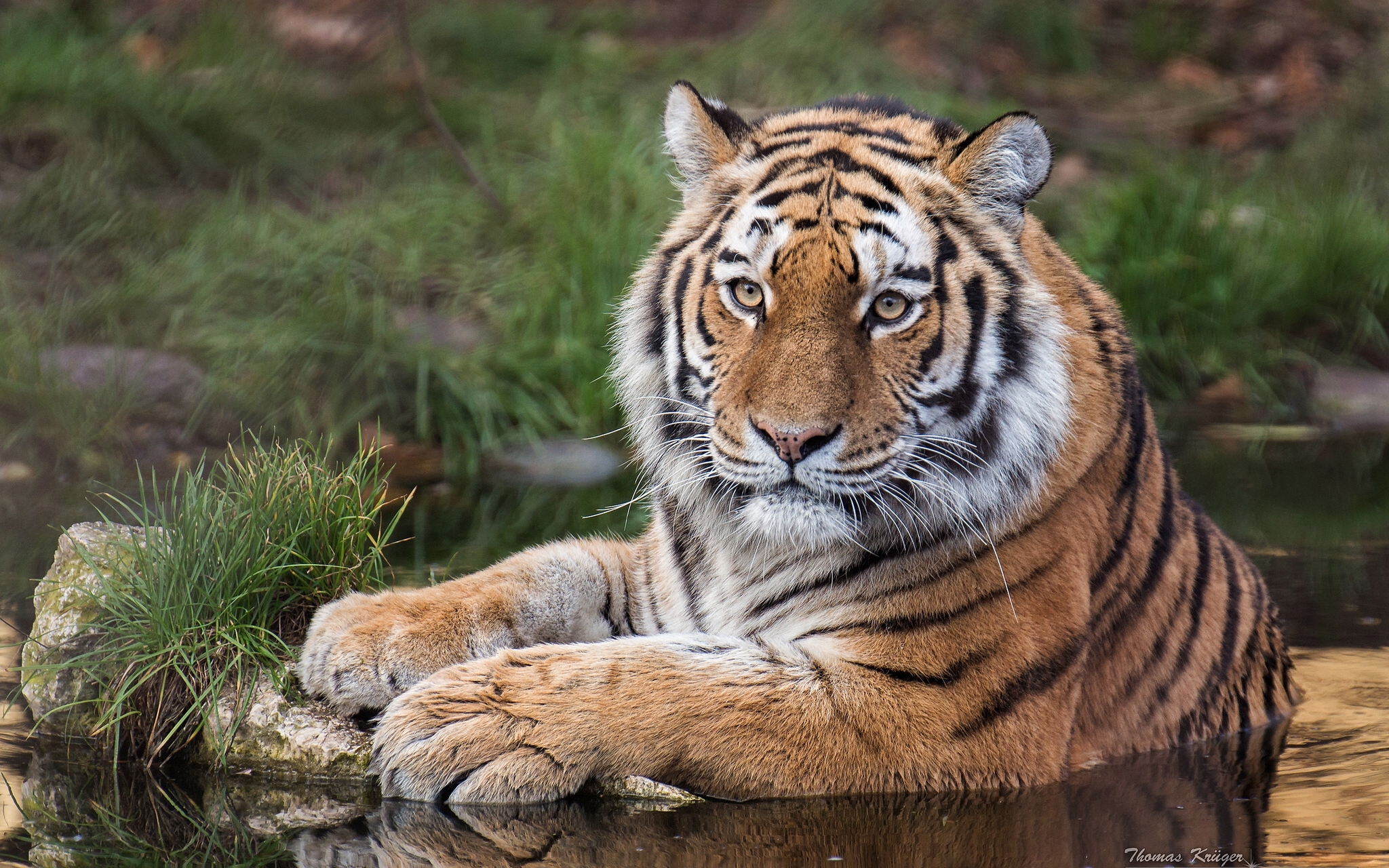 491636 descargar fondo de pantalla animales, tigre, tigre de amur, agua, gatos: protectores de pantalla e imágenes gratis