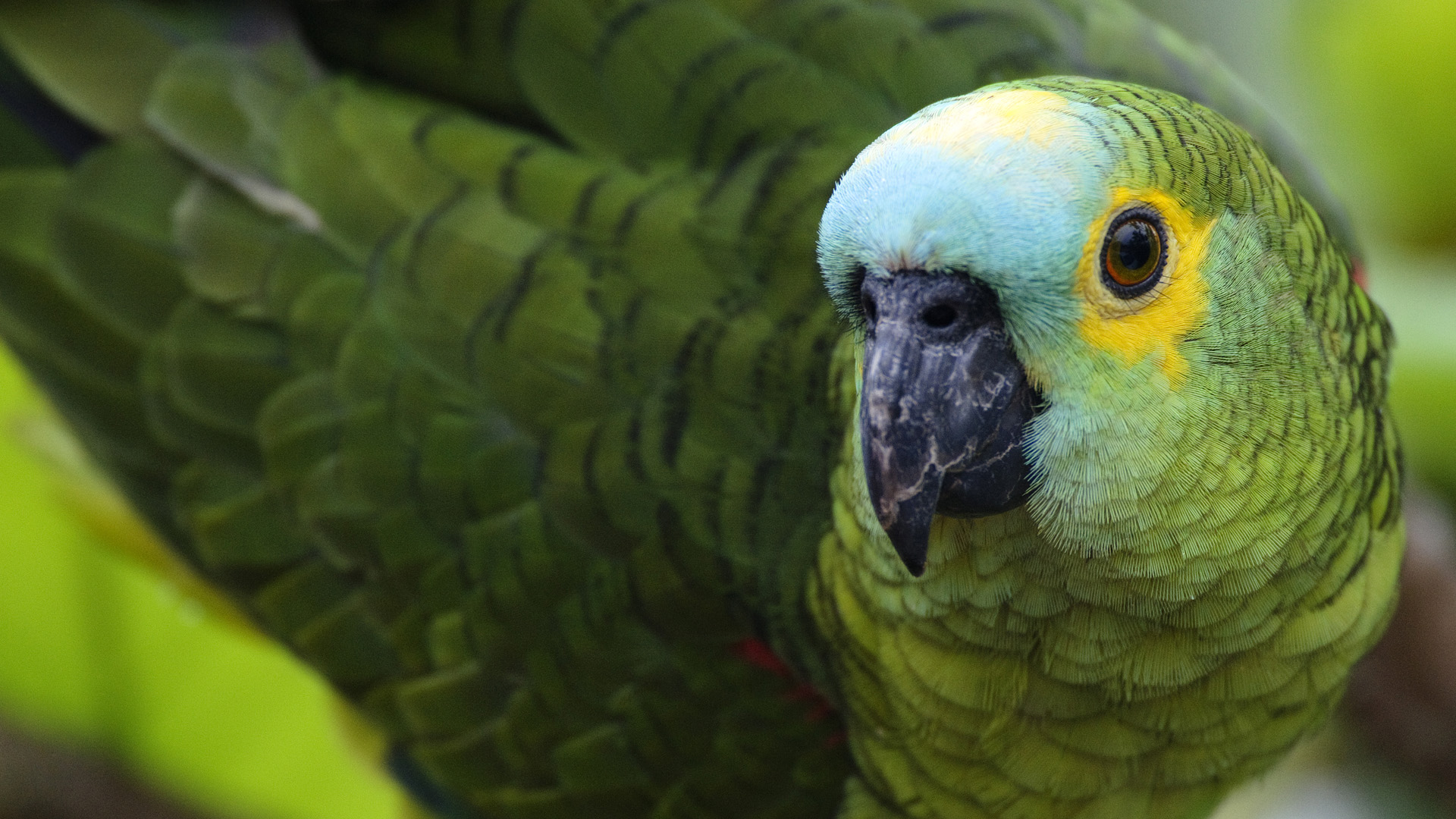 Зеленые попугаи в Бразилии