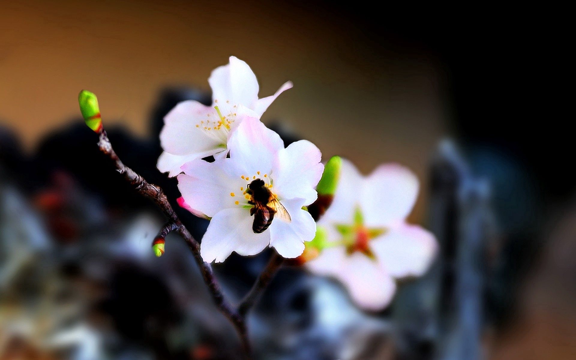 bloom, flower, macro, flowering, bee, pollination