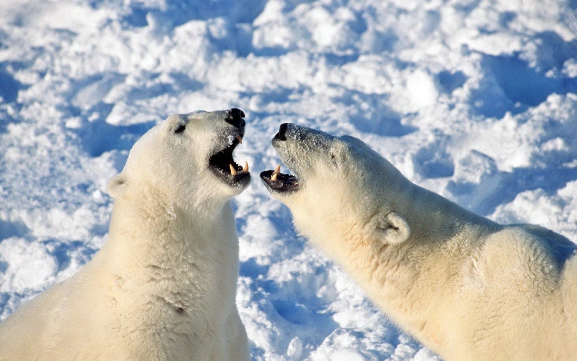 animals, snow, couple, pair, bear, playful, polar bear
