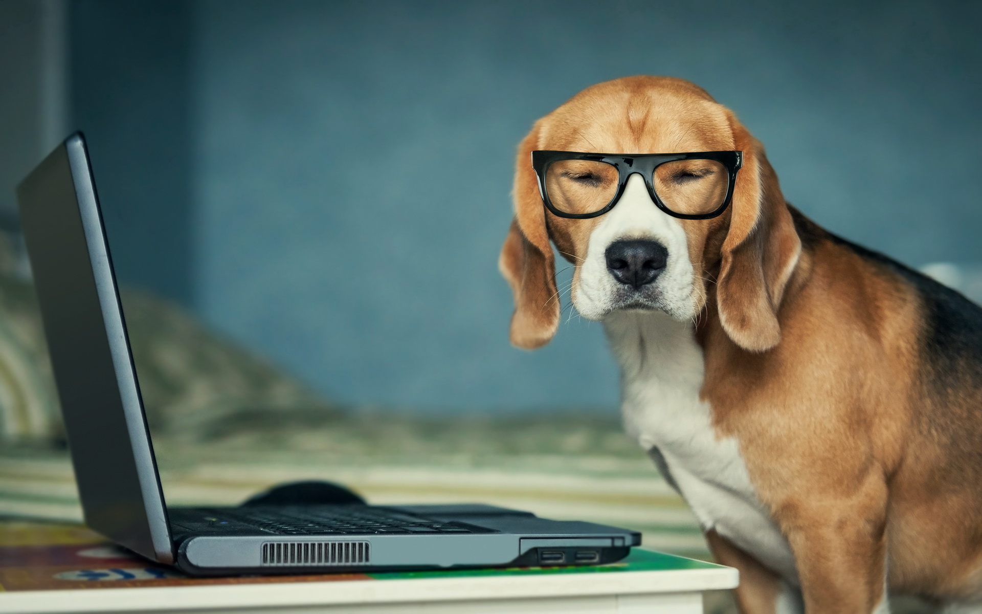 340015 descargar imagen animales, beagle, perros: fondos de pantalla y protectores de pantalla gratis