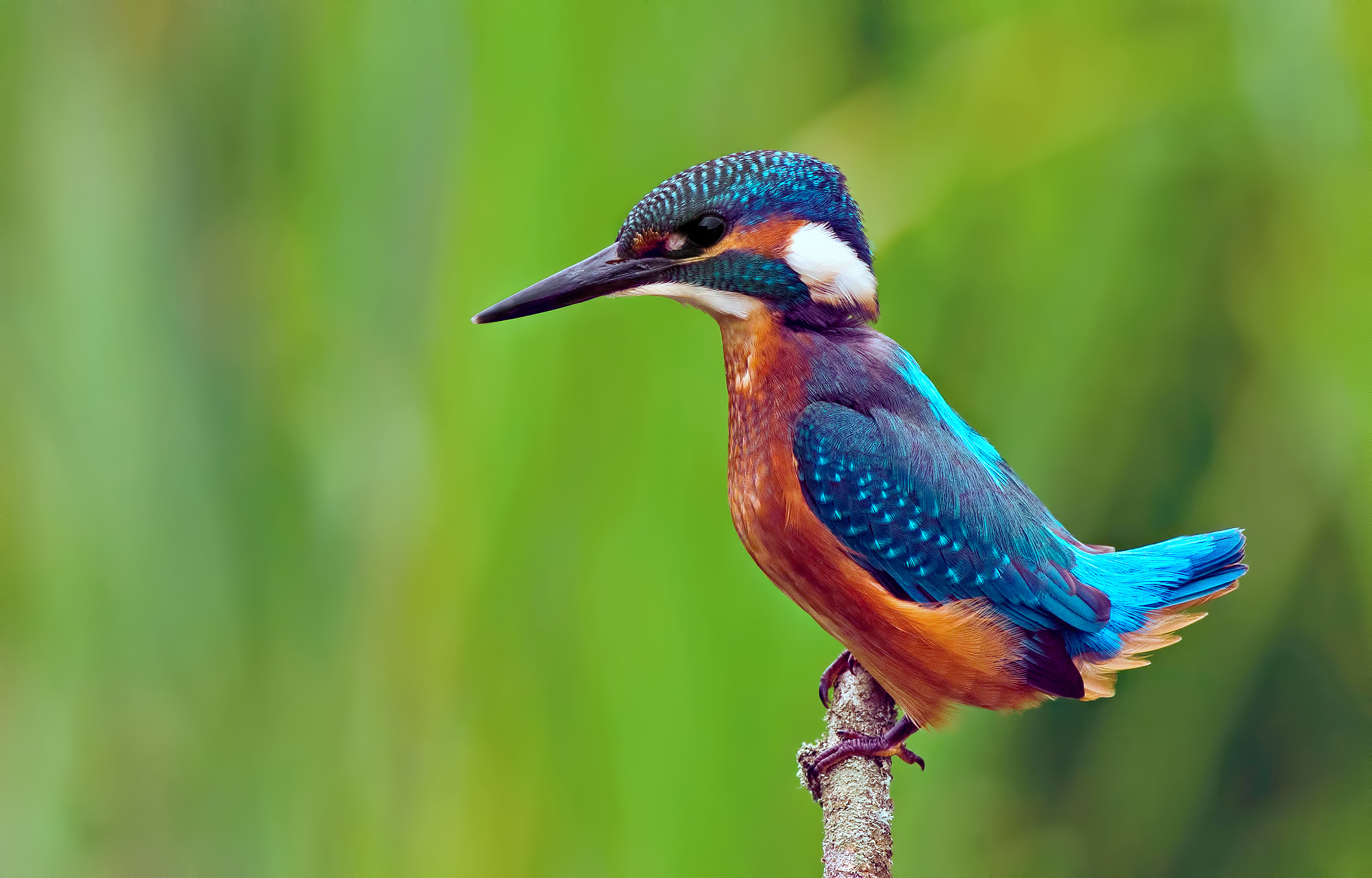 kingfisher, animal, birds download HD wallpaper