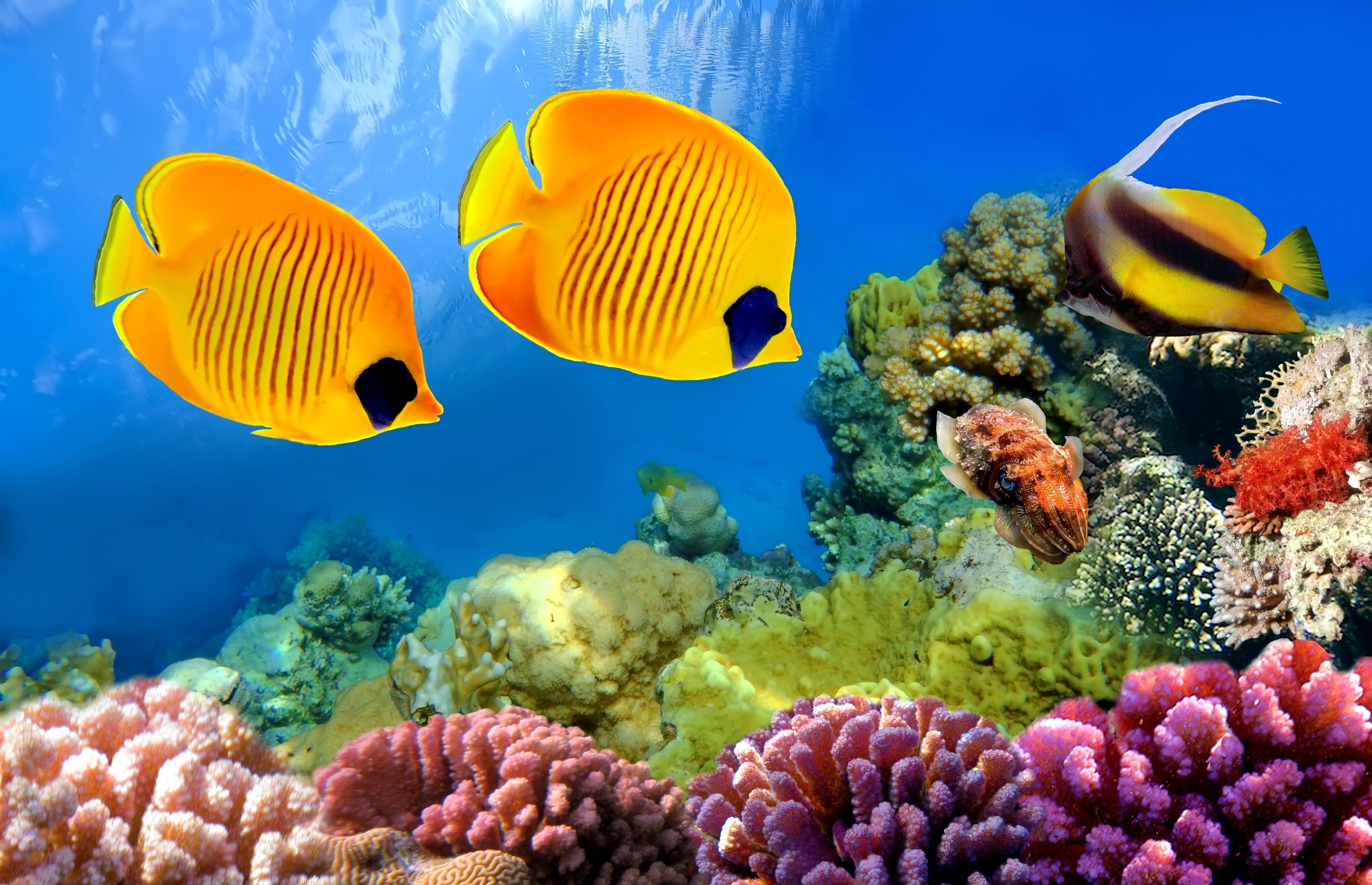 Популярные заставки и фоны Коралловый Риф на компьютер