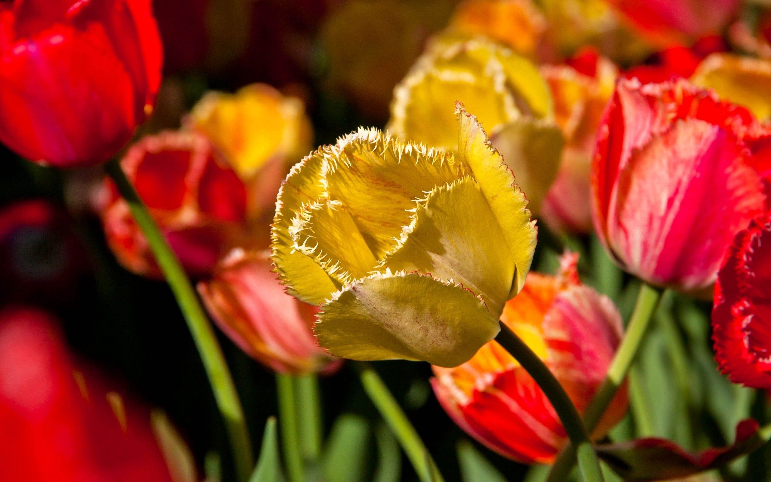 Téléchargez gratuitement l'image Tulipe, Branche, Fleurs, Pétales sur le bureau de votre PC
