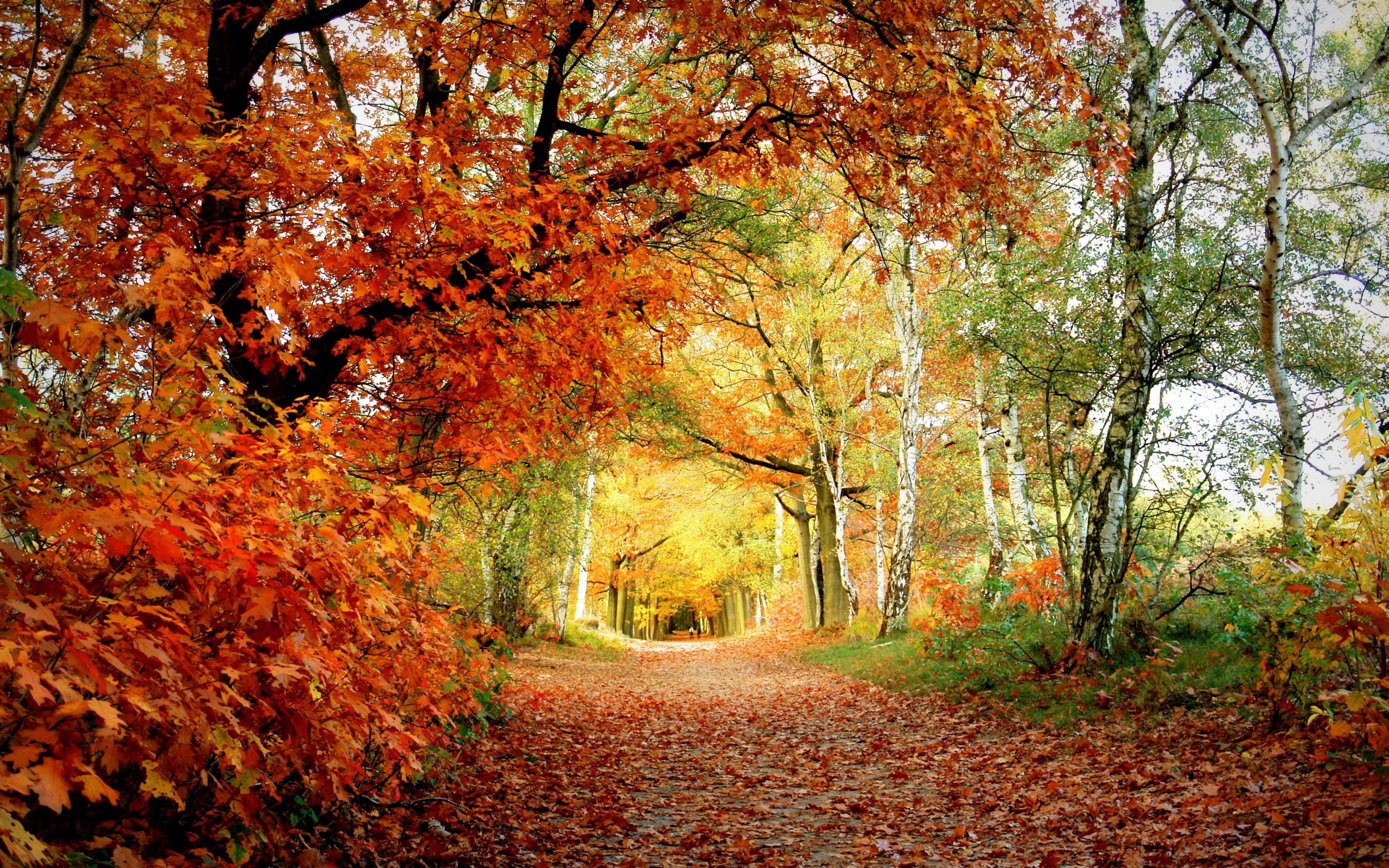 137027 télécharger le fond d'écran automne, nature, arbres, feuilles, bouleaux, piste, pister, chêne - économiseurs d'écran et images gratuitement