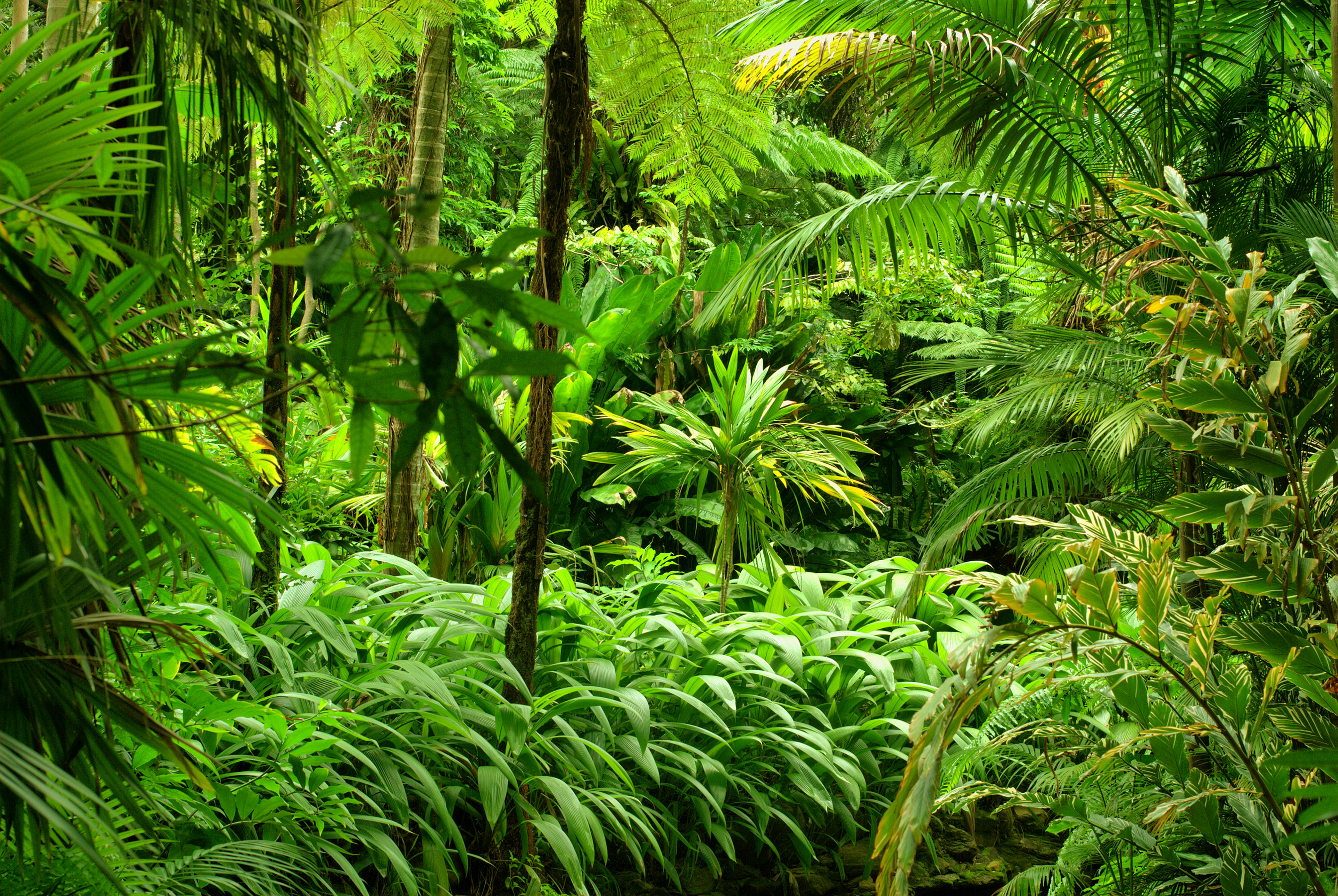 Download mobile wallpaper Forest, Tree, Earth, Jungle, Greenery, Rainforest for free.