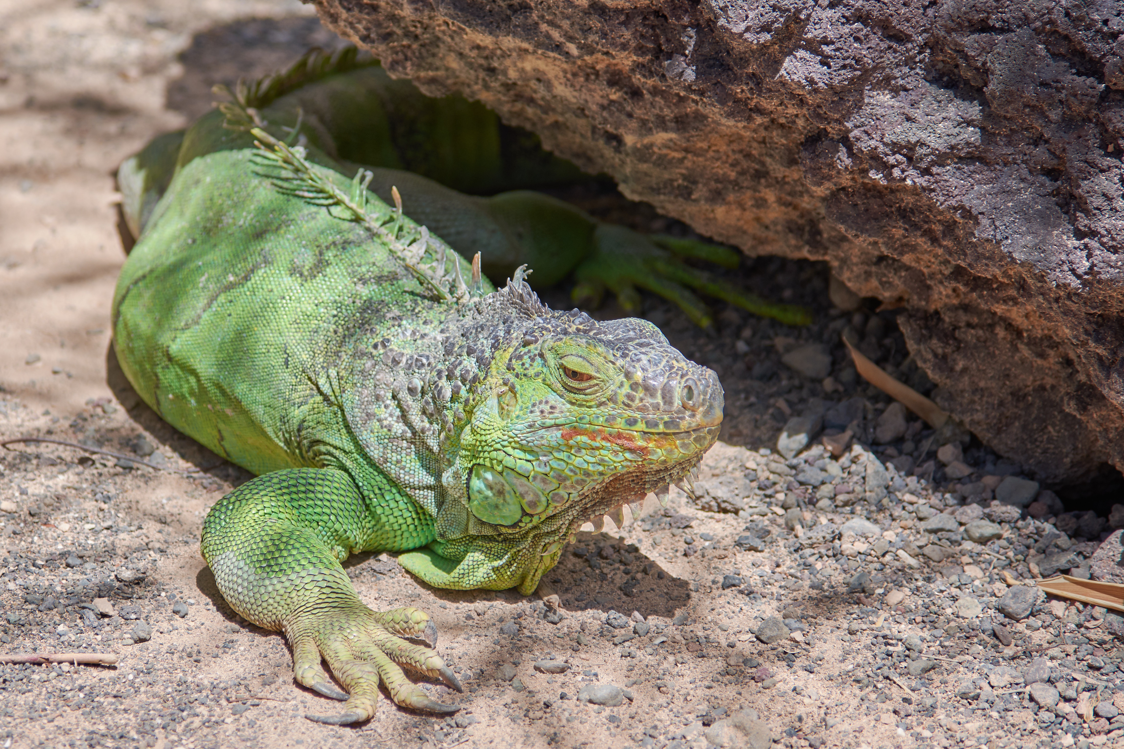 114512 Bild herunterladen tiere, farbe, eidechse, reptil, reptile, leguan, iguana - Hintergrundbilder und Bildschirmschoner kostenlos