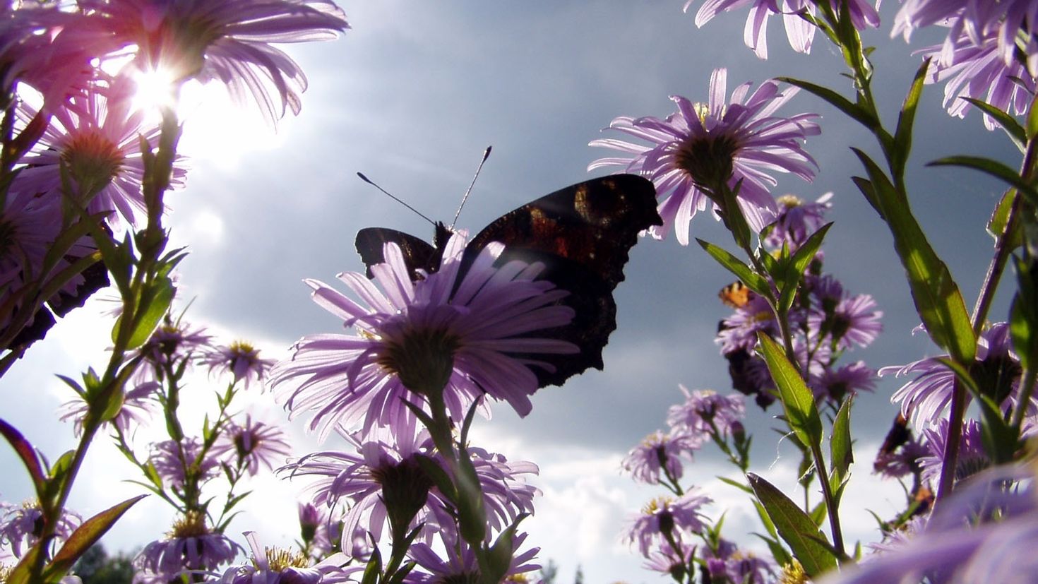 На цветок летит мотылек. Бабочка на цветке. Лето бабочки. Бабочки в цветах. Пейзаж с бабочками.