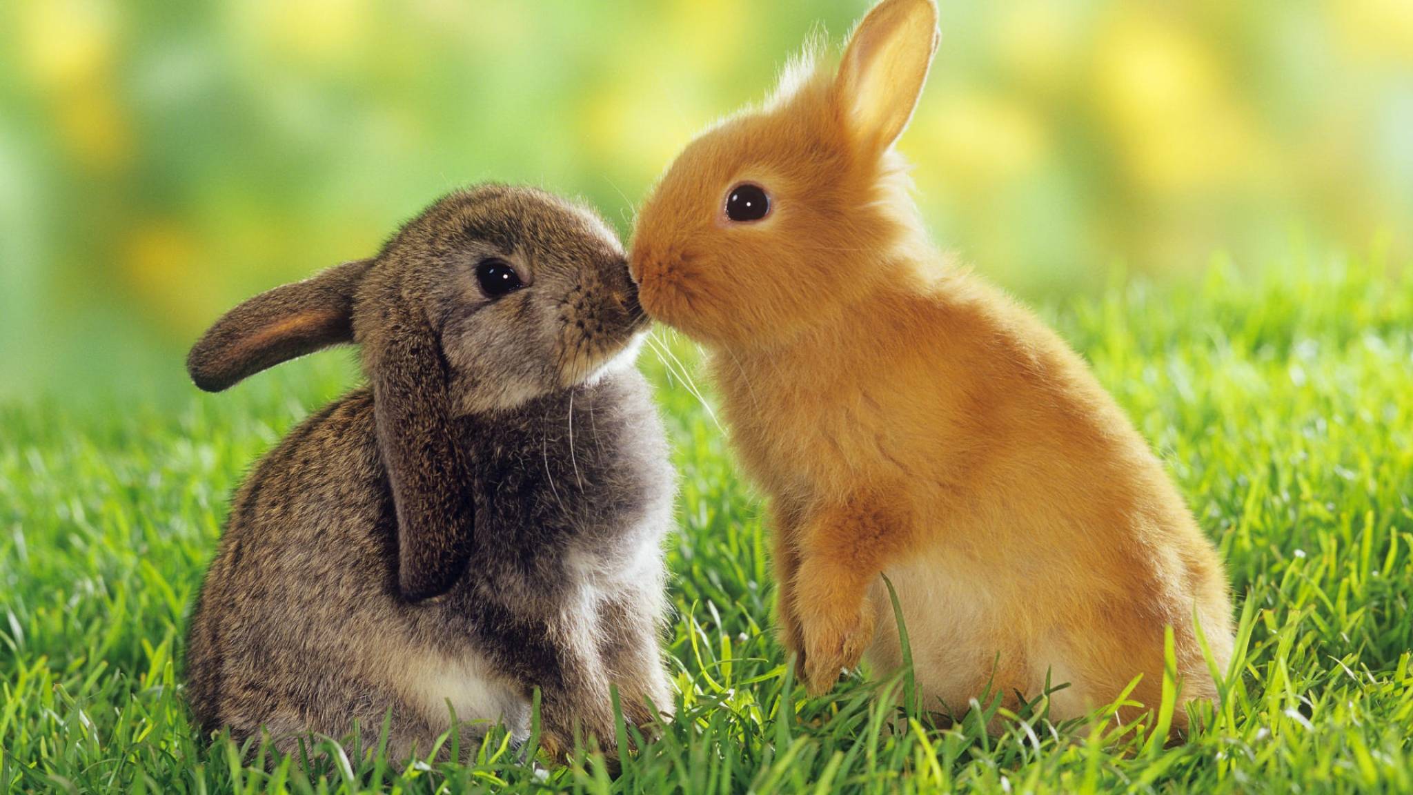 rabbit, cute, animal, bunny 4K
