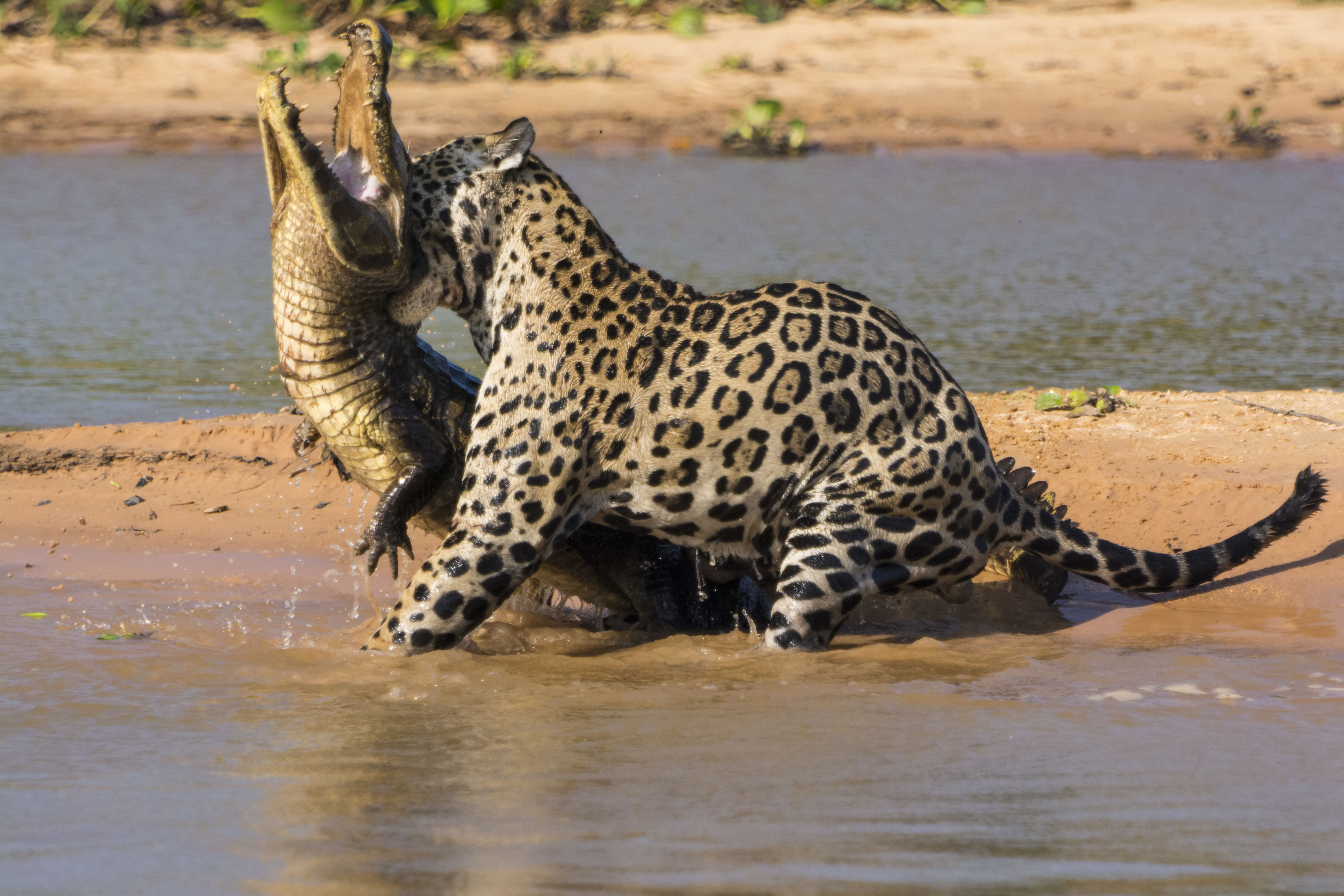 Хищный мир животных. Ягуар против каймана. Бразилия Ягуар против крокодила. Ягуар охотится на крокодила.