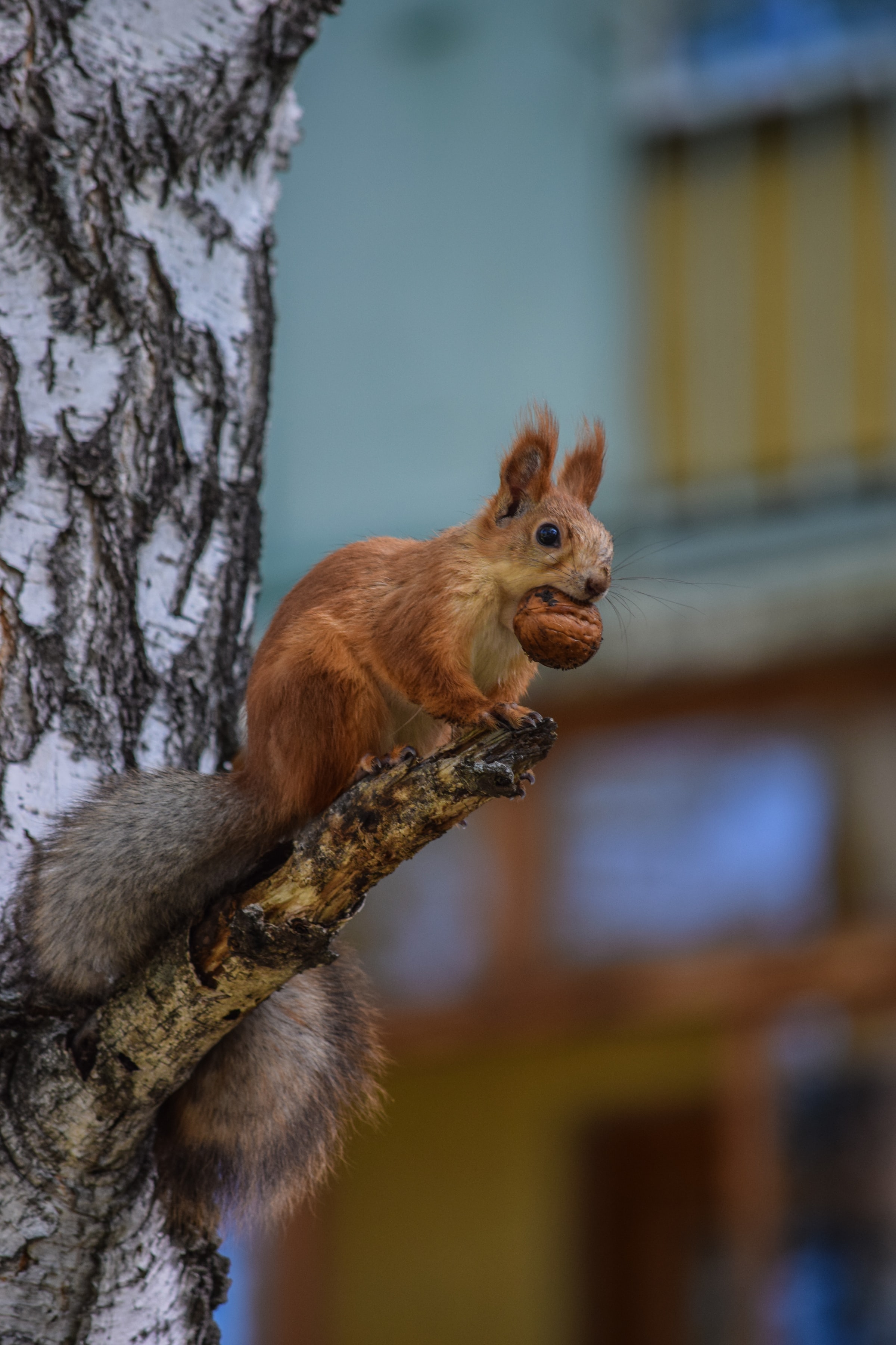 wood, animals, squirrel, fluffy, tree, sight, opinion, rodent Full HD