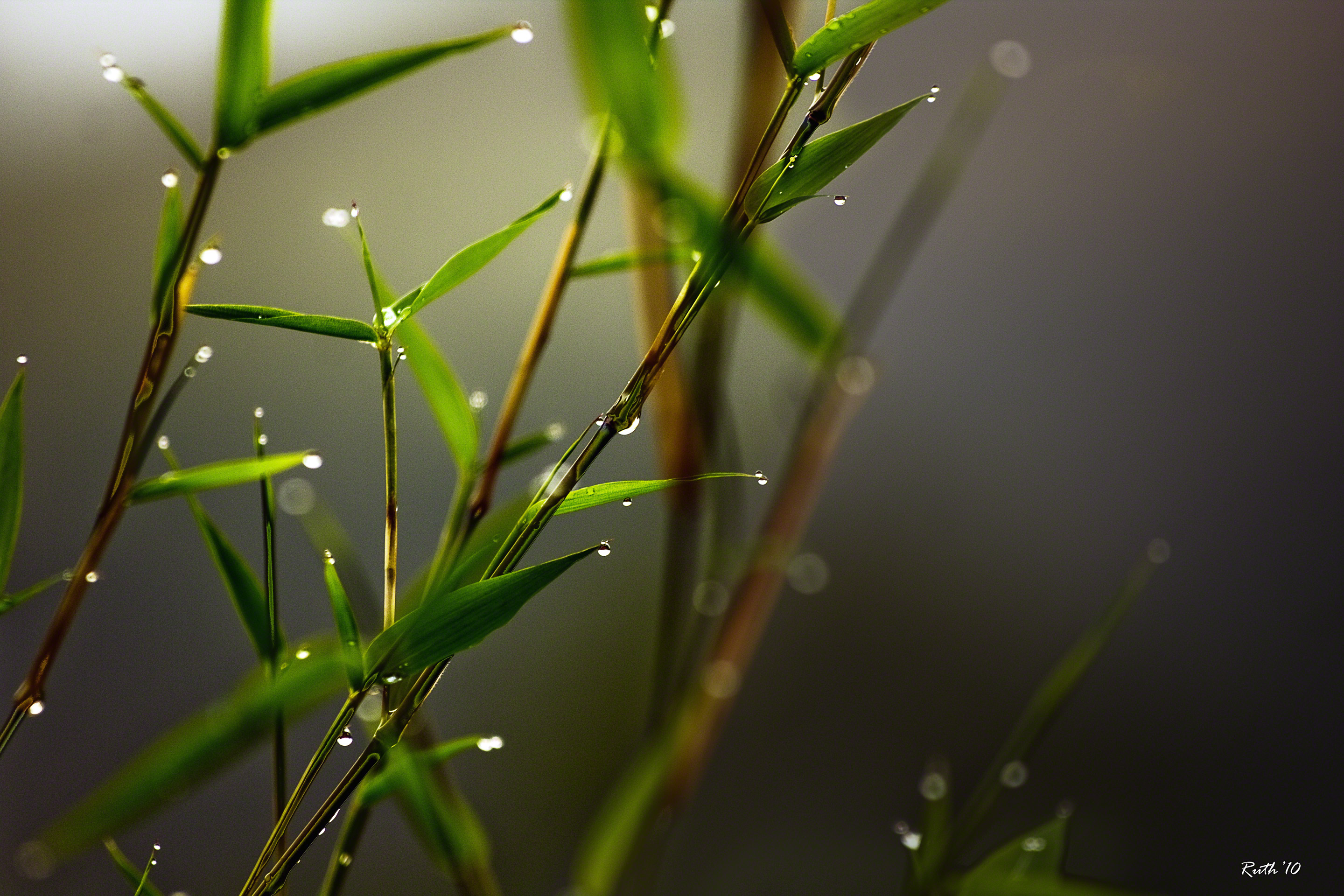 Свет свежесть. Бамбук дождь. Вьетнамский бамбук. Дзен трава.