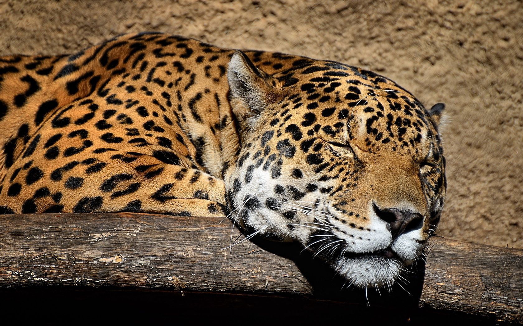 animals, jaguar, muzzle, big cat, sleep, dream 8K
