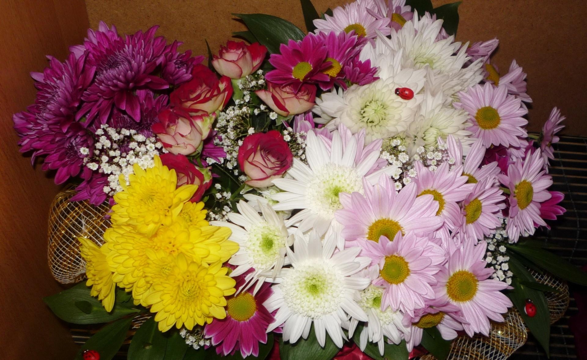 Laden Sie das Chrysantheme, Anmeldung, Typografie, Strauß, Bouquet, Marienkäfer, Roses, Blumen-Bild kostenlos auf Ihren PC-Desktop herunter