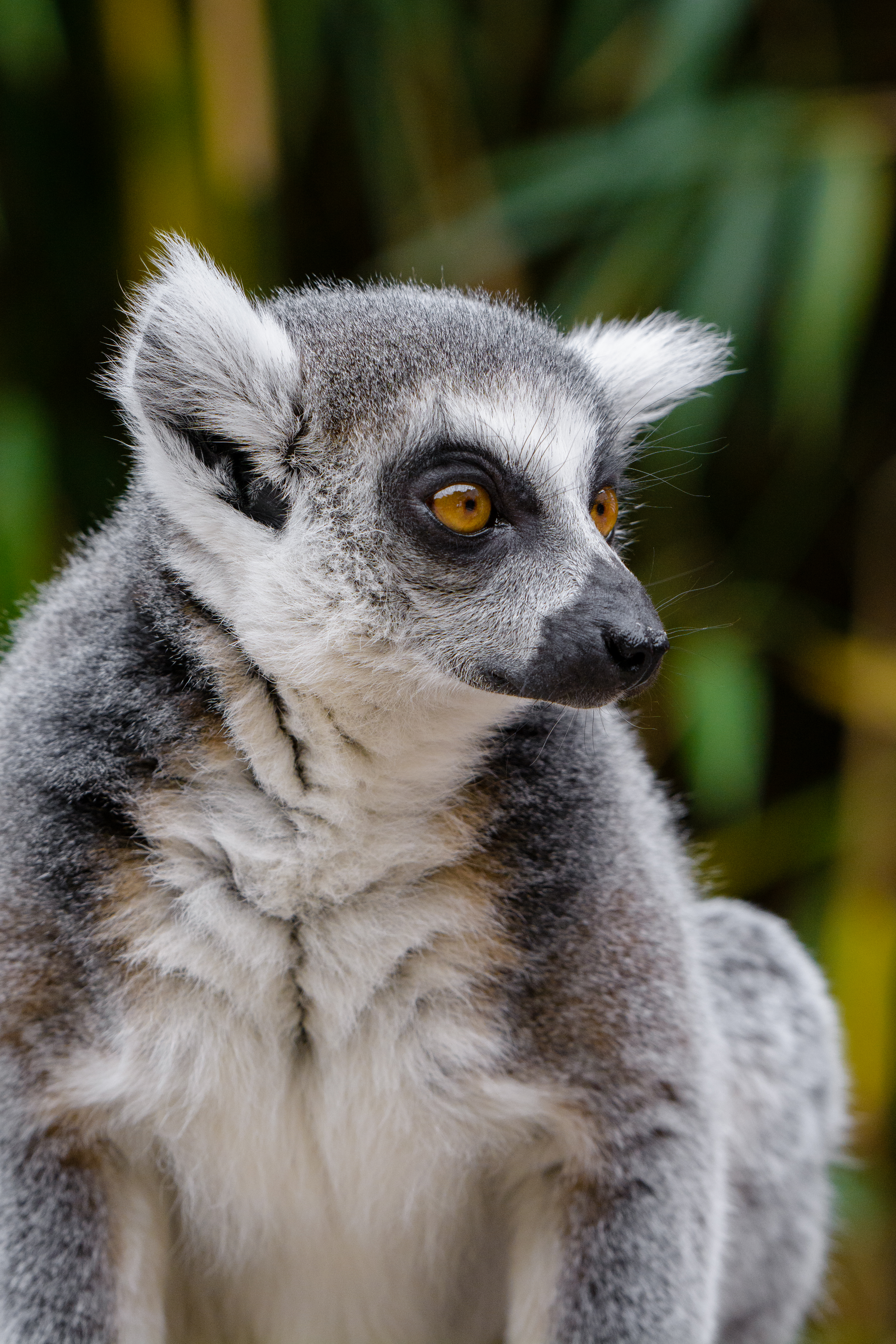 Handy-Wallpaper Lemur, Wildlife, Tiere, Meinung, Wilde Natur, Sicht kostenlos herunterladen.