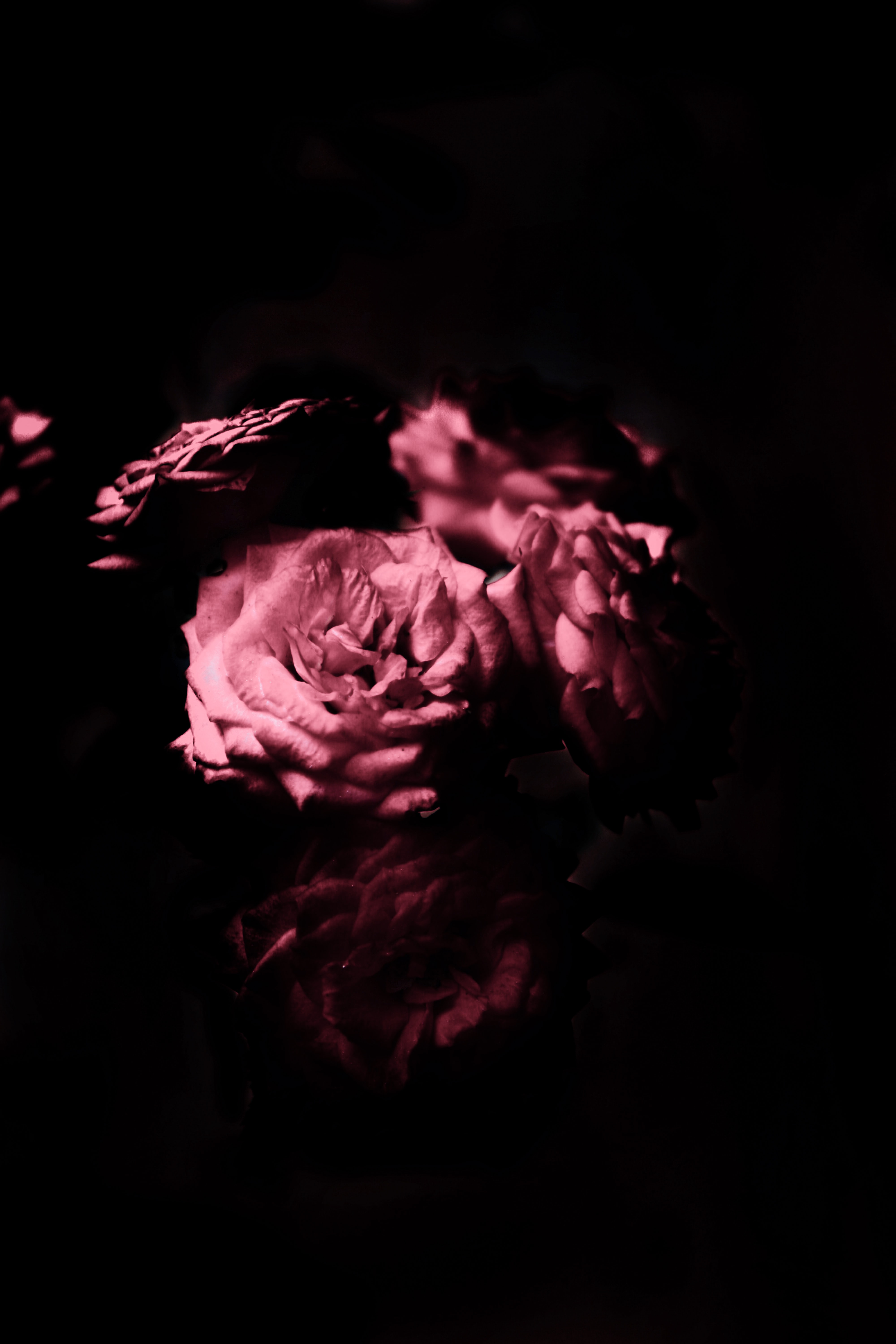 Laden Sie das Rose, Das Schwarze, Blütenblätter, Blumen-Bild kostenlos auf Ihren PC-Desktop herunter