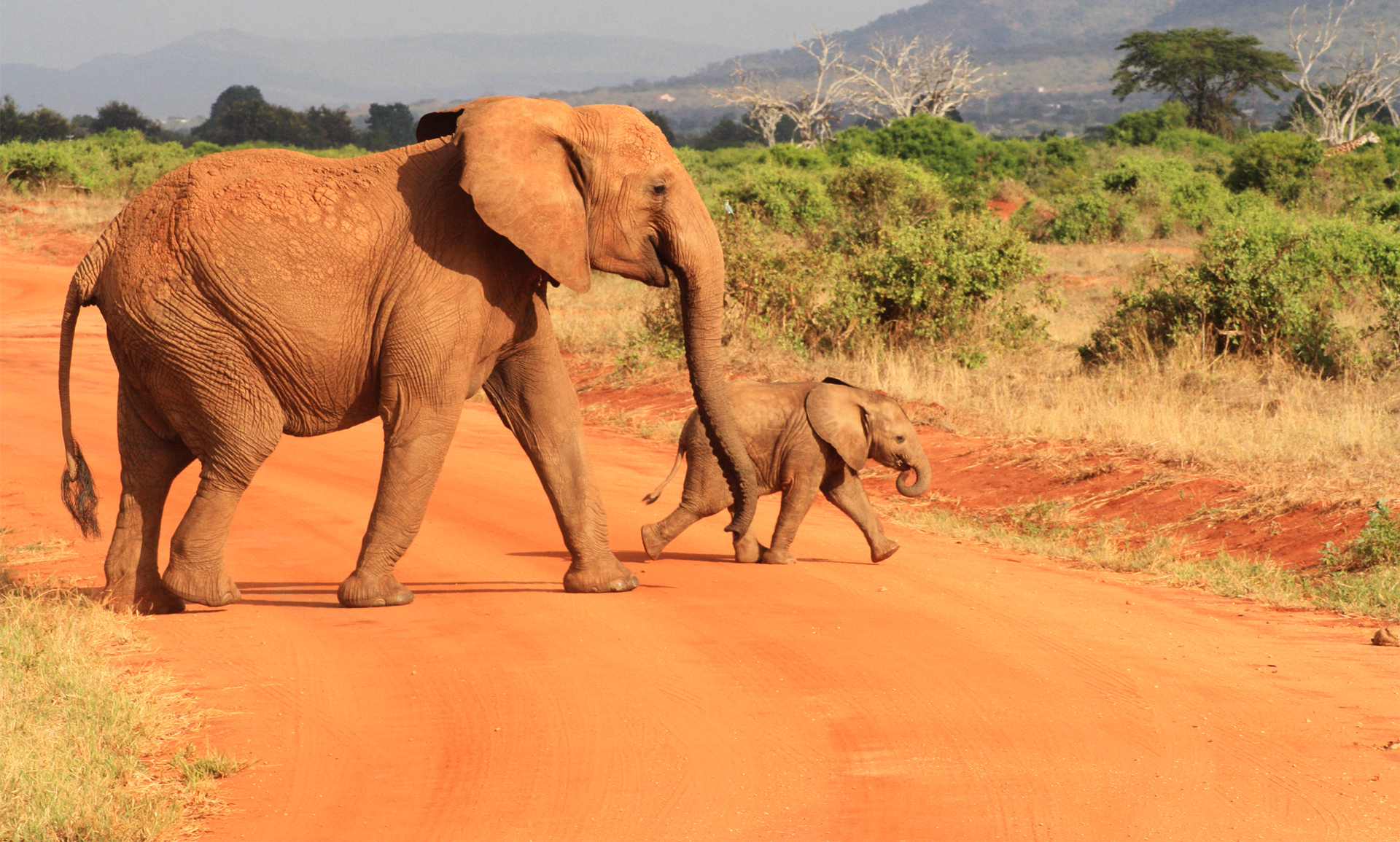 389345 скачать обои животные, африканский слон, детеныш животного, саванна, слоны - заставки и картинки бесплатно