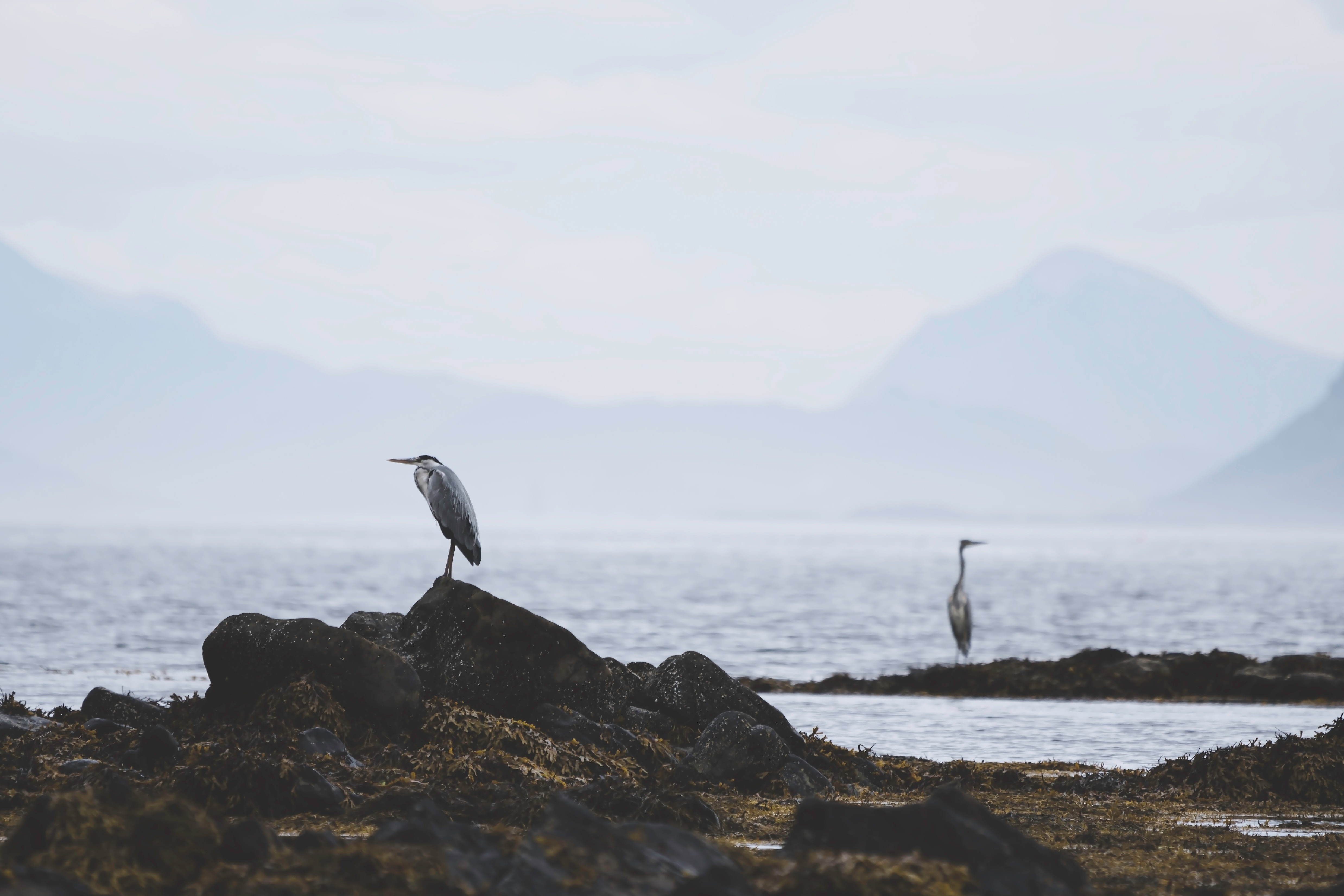 heron, animals, water, stones, coast, bird Phone Background