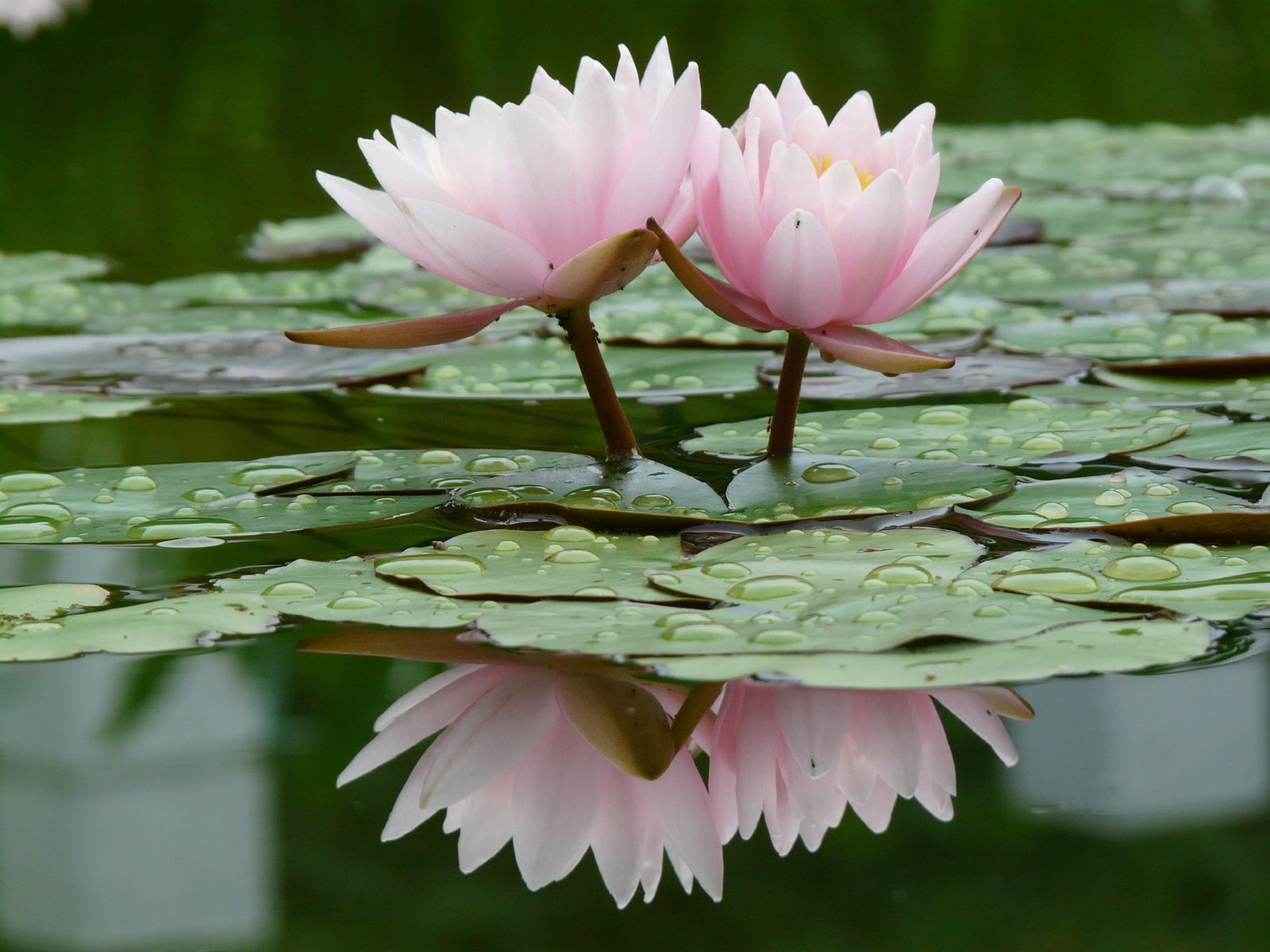 Download mobile wallpaper Reflection, Flowers, Lilies, Surface, Water, Smooth, Drops, Leaves, Water Lilies for free.