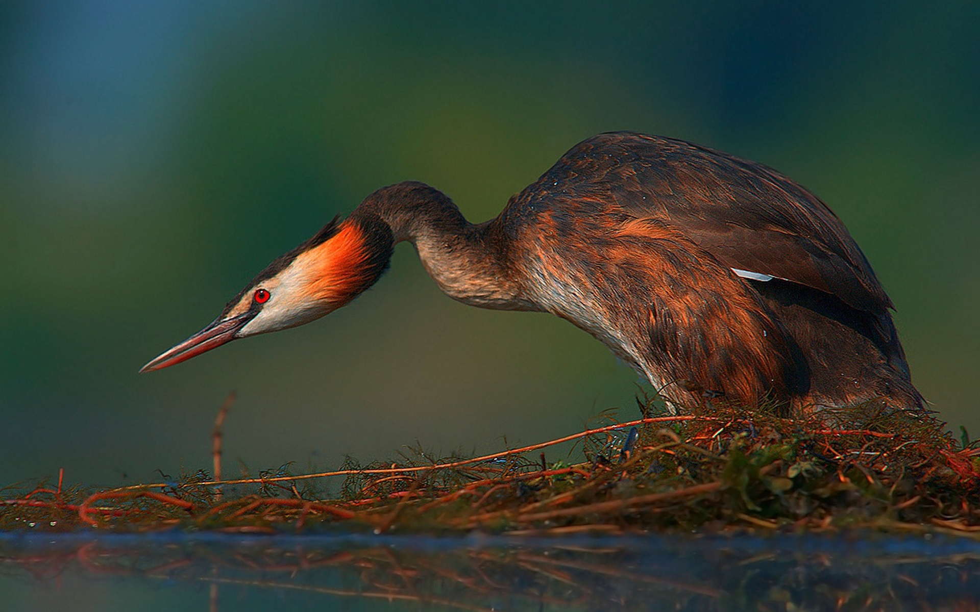 Free Grebe Stock Wallpapers
