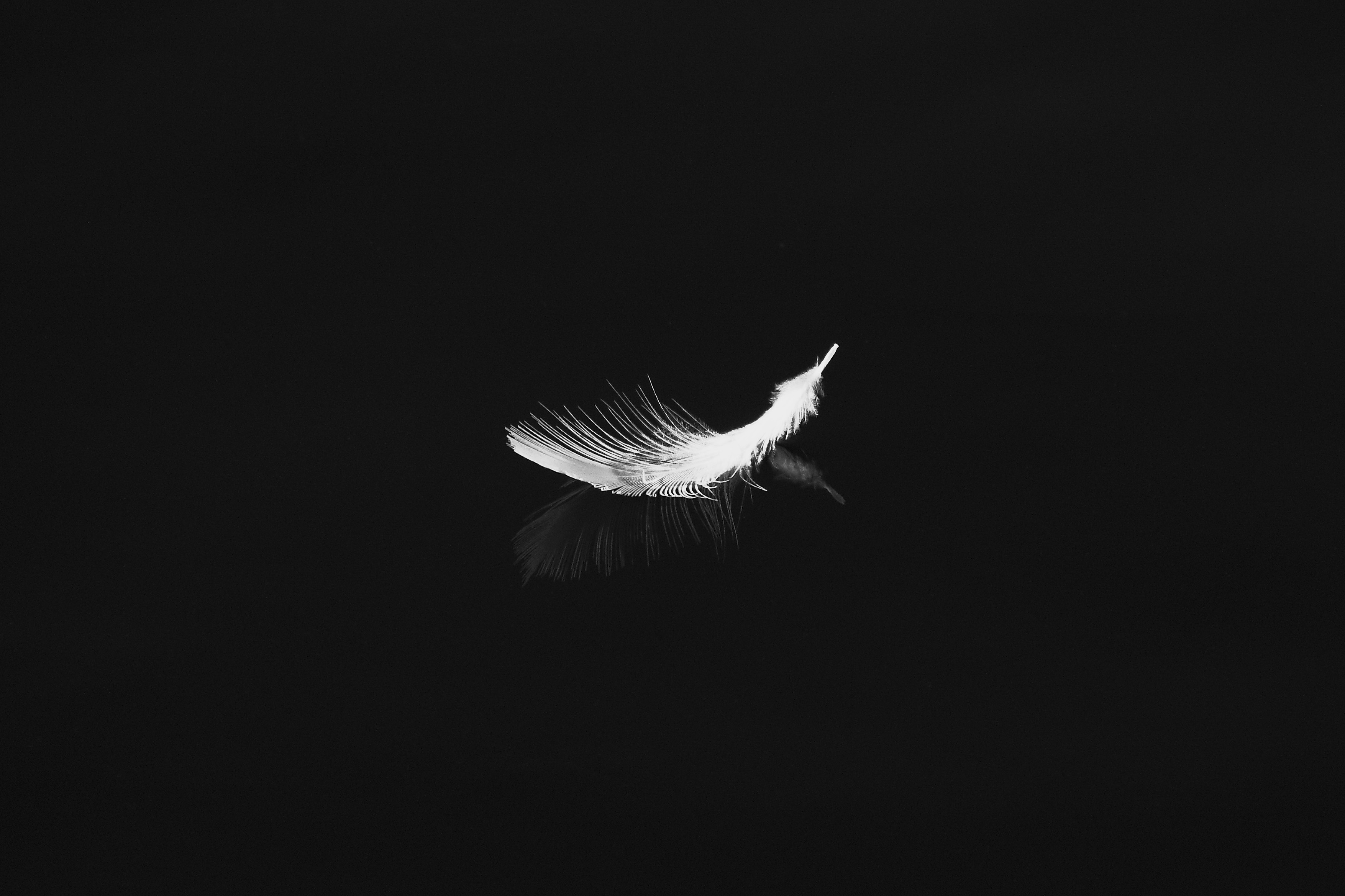 feather, minimalism, pen, bw, white, reflection, chb