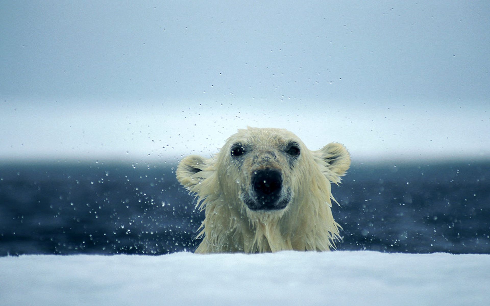 Download mobile wallpaper Snow, Animals, Polar Bear, Water, Wet for free.