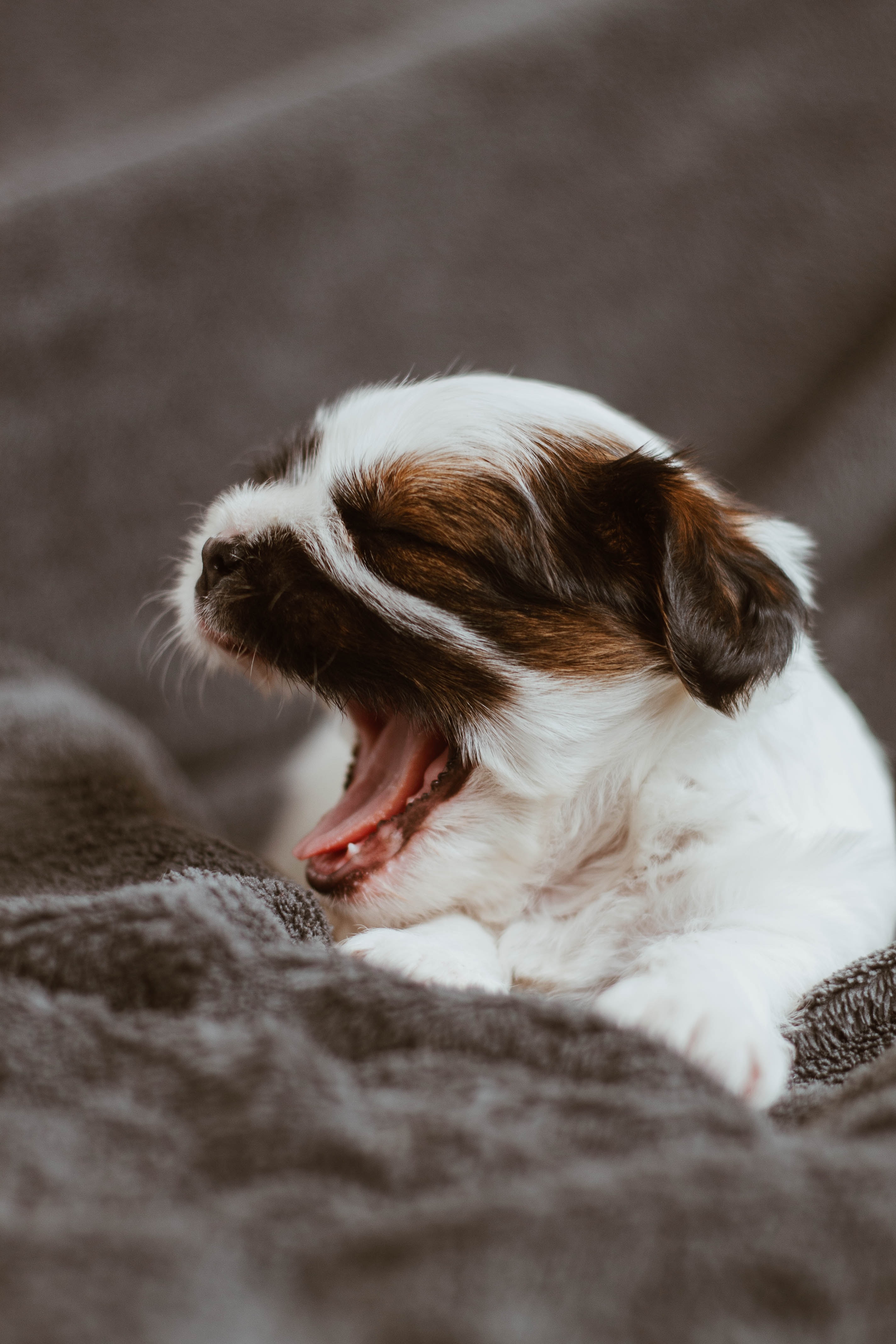 animals, dog, nice, sweetheart, puppy, small, to yawn, yawn 4K