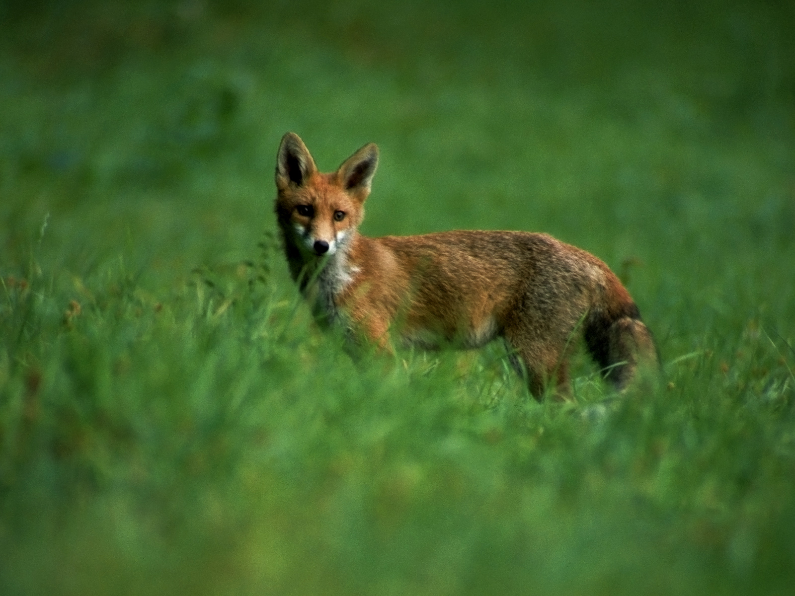 1079436 免費下載壁紙 动物, 狐狸 屏保和圖片