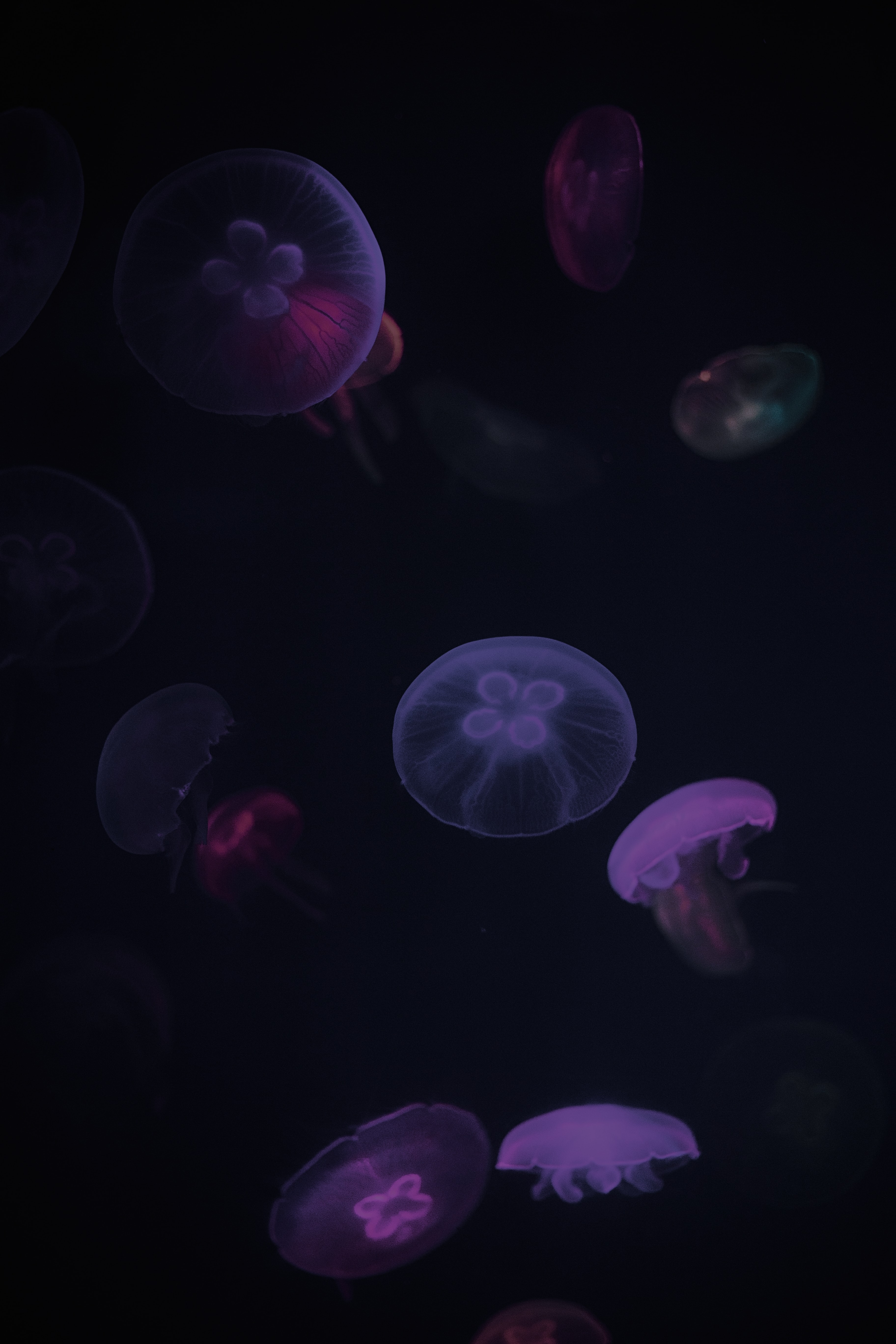 animals, jellyfish, violet, dark, purple, under water, underwater 4K for PC
