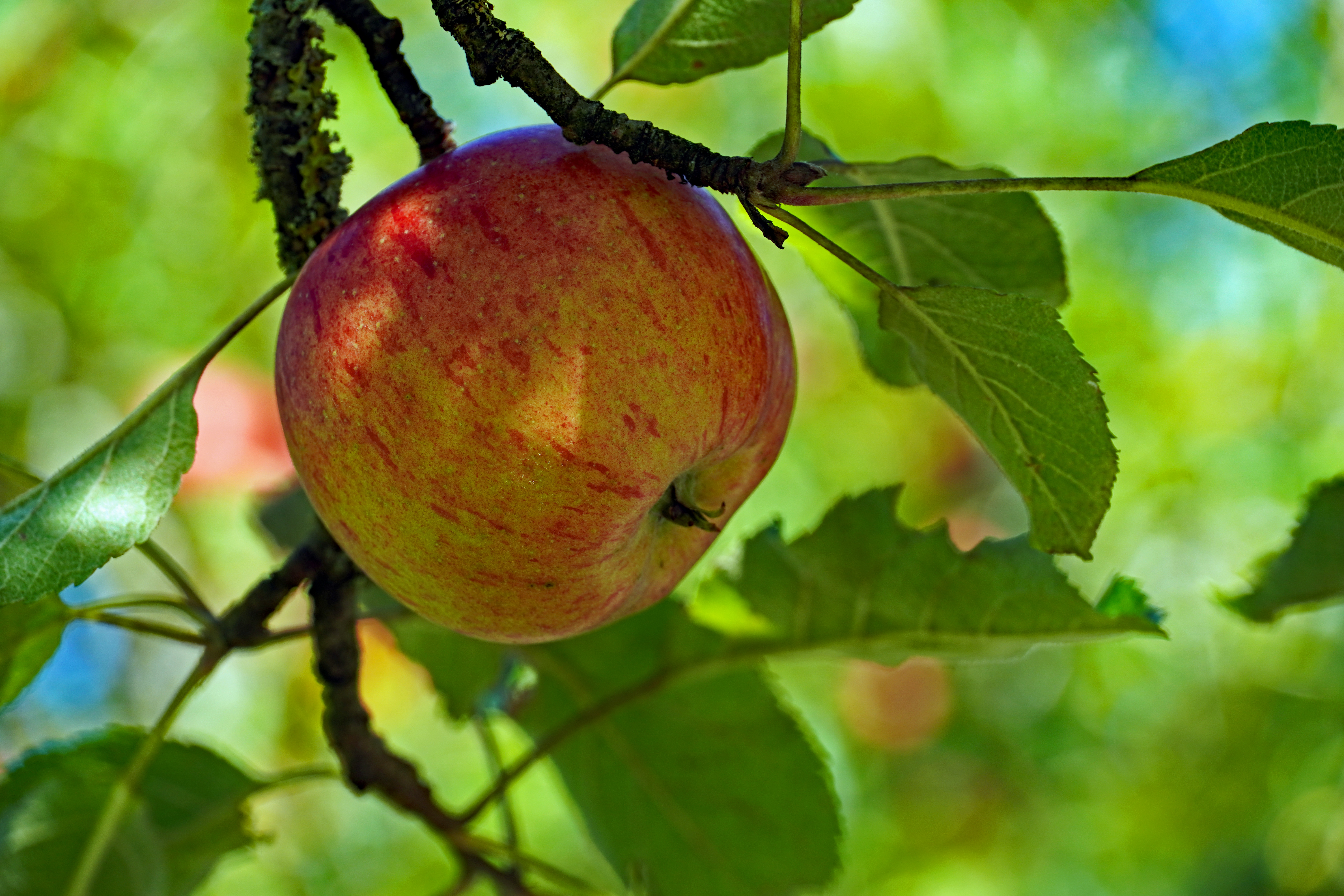 fruit, branch, food, apple, leaves 2160p