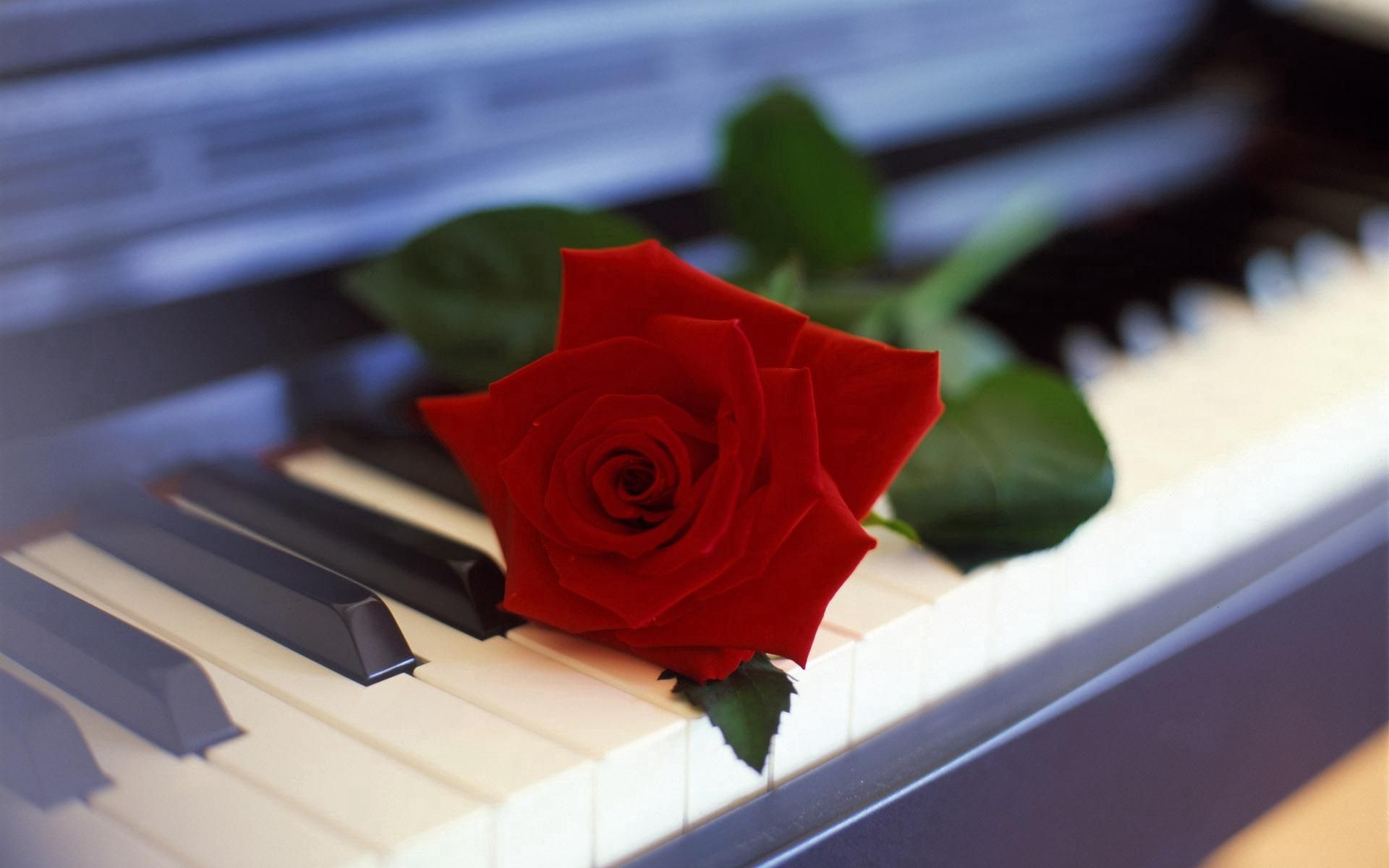Download mobile wallpaper Flower, Rose Flower, Rose, Flowers, Piano, Music for free.