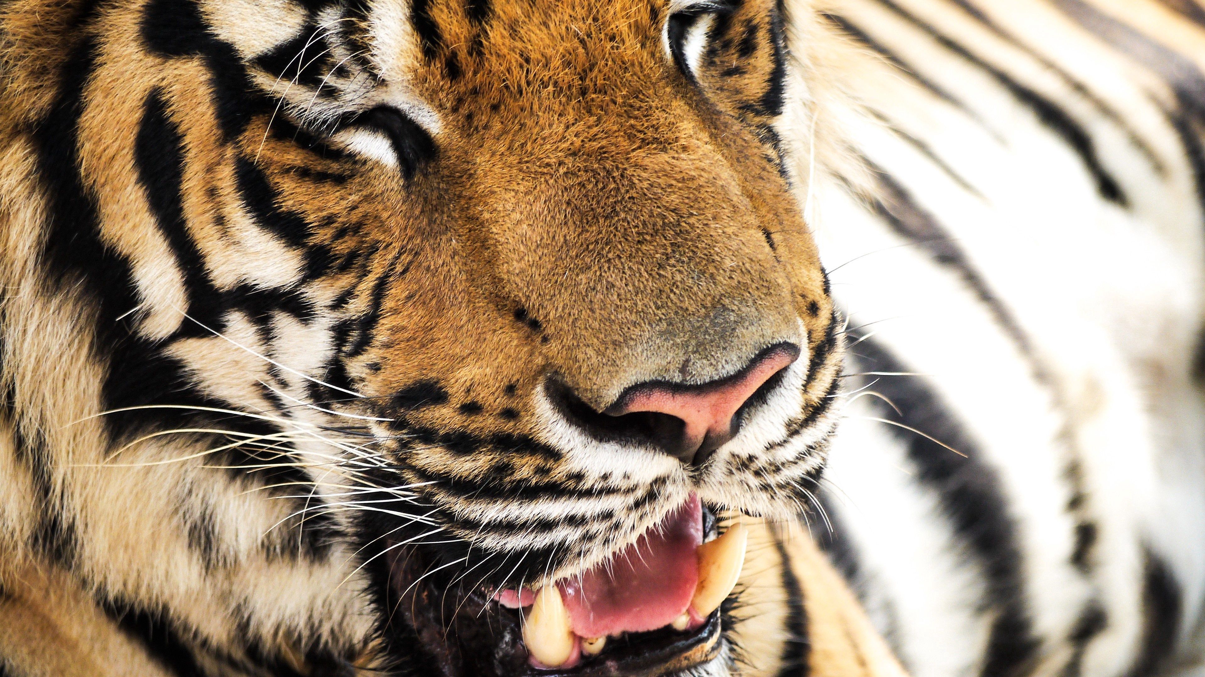 148220 descargar fondo de pantalla animales, bozal, tigre, nariz, dientes: protectores de pantalla e imágenes gratis