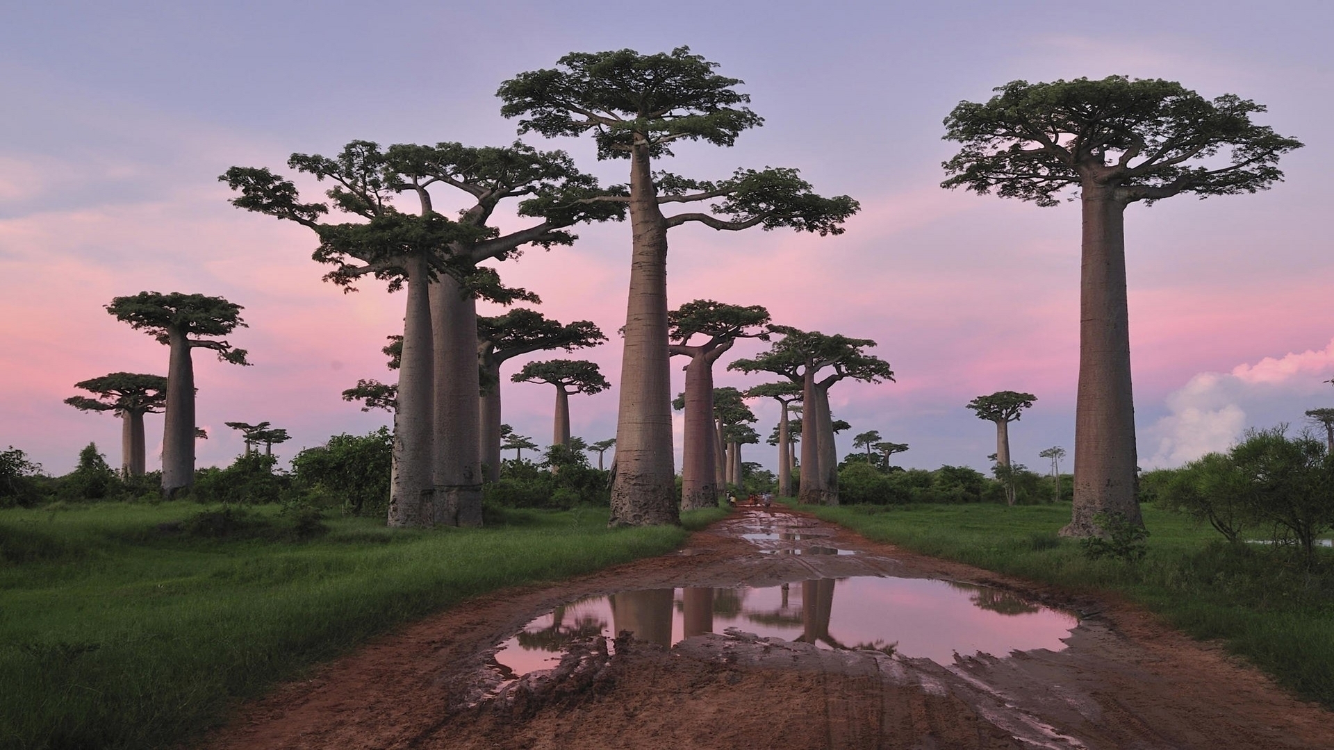 Baobab Tree Cell Phone Wallpapers