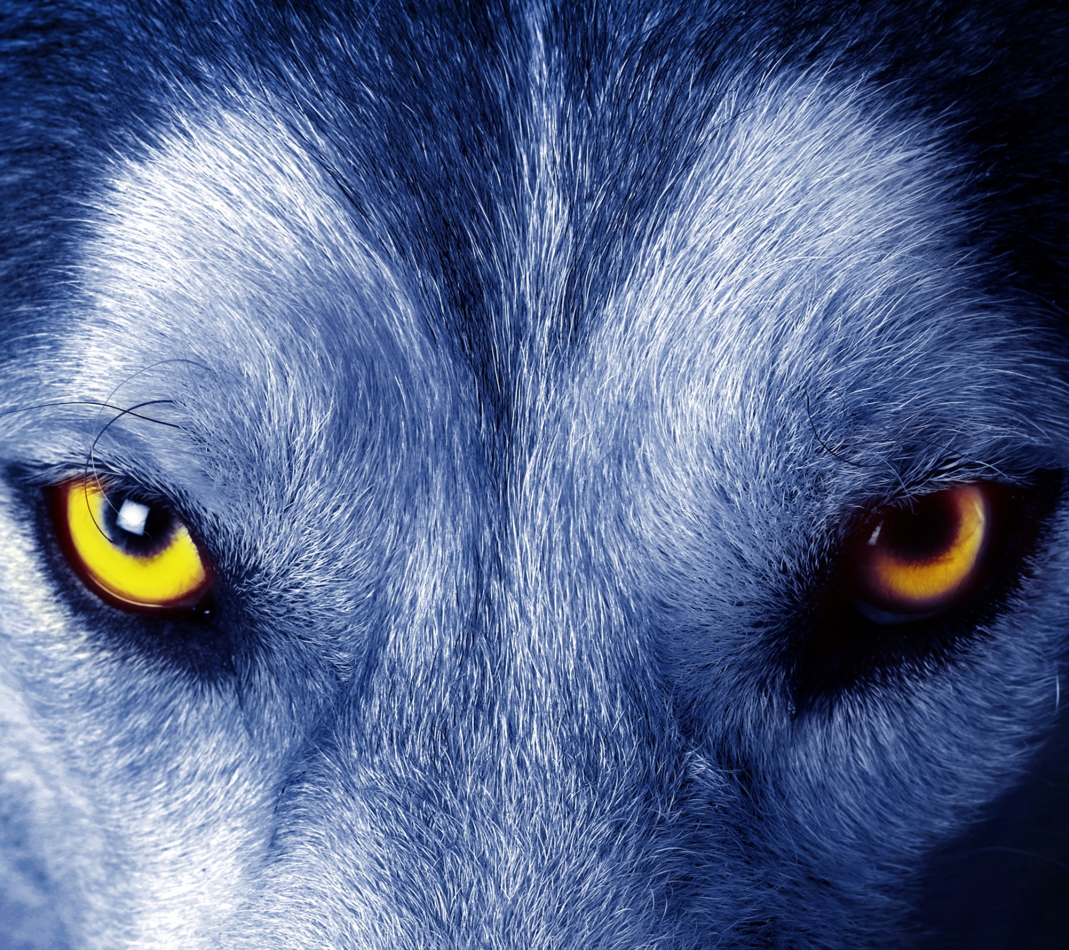 Глаза волка ночью. Гетерохромия у Волков. Глаз волка. Волк с желтыми глазами. Волк обои.