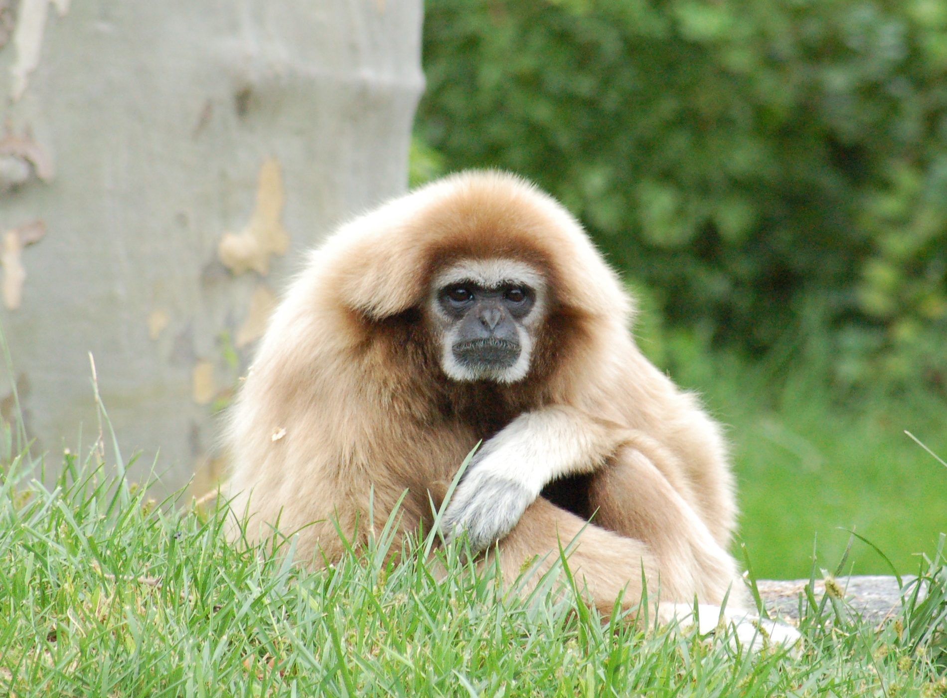 Laden Sie das Sitzen, Ein Affe, Gibbon, Licht, Pfoten, Tiere, Affe, Hell Gefärbt-Bild kostenlos auf Ihren PC-Desktop herunter