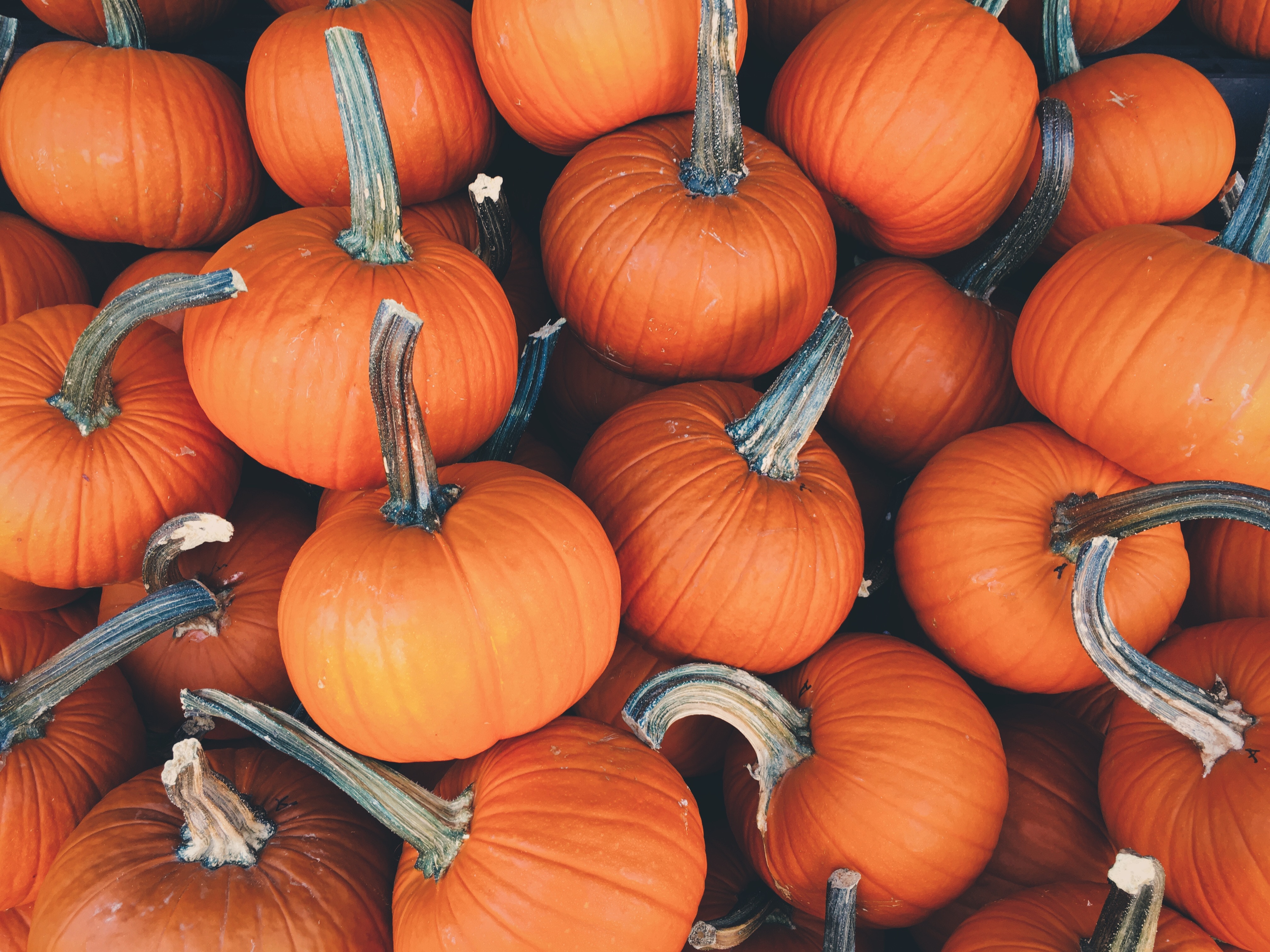 pumpkin, autumn, food, vegetables mobile wallpaper