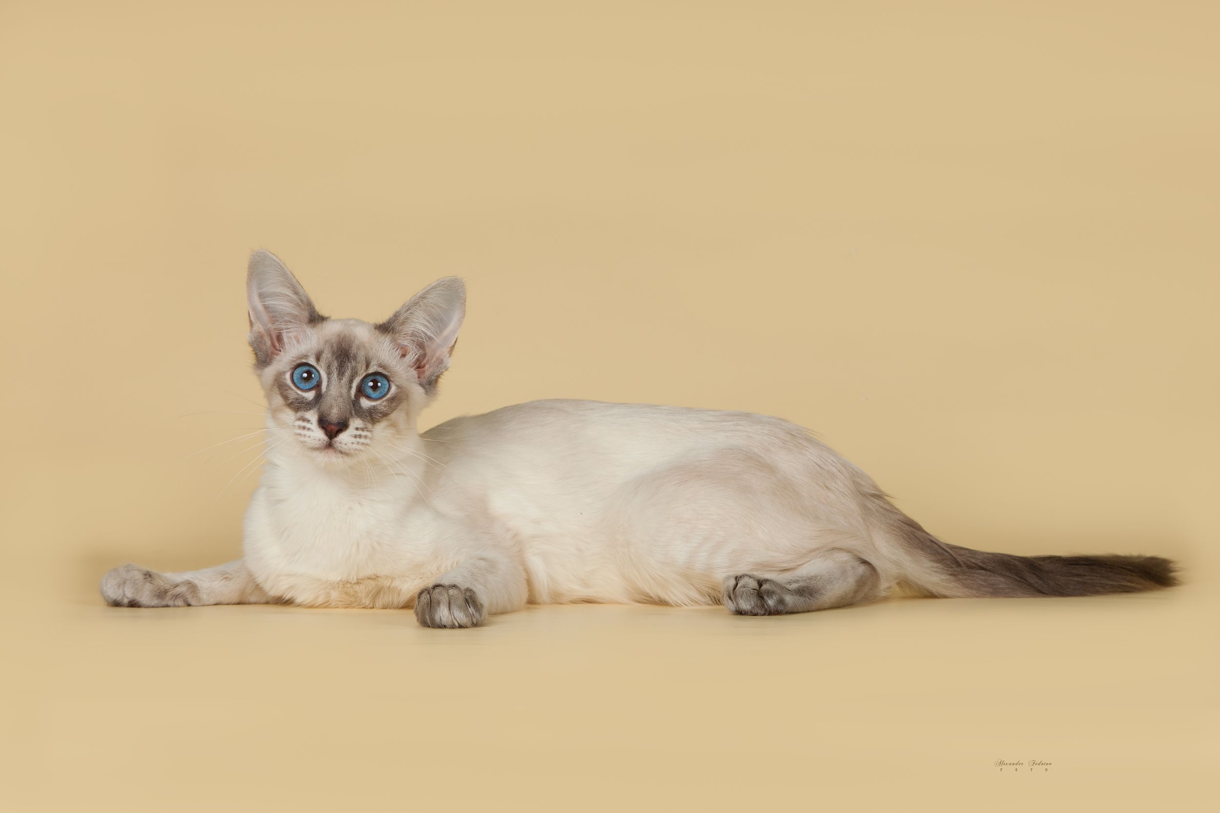 Балинезийская кошка фото и описание