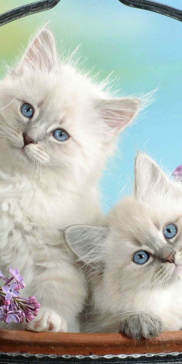 Темы кошечки. Красивые котики. Красивые котята. Красивые кошечки. Красивые животные кошки.