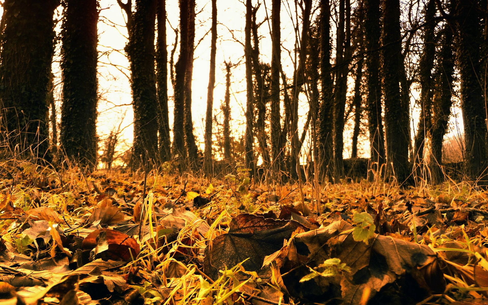 fallen, nature, grass, autumn, leaves 4K