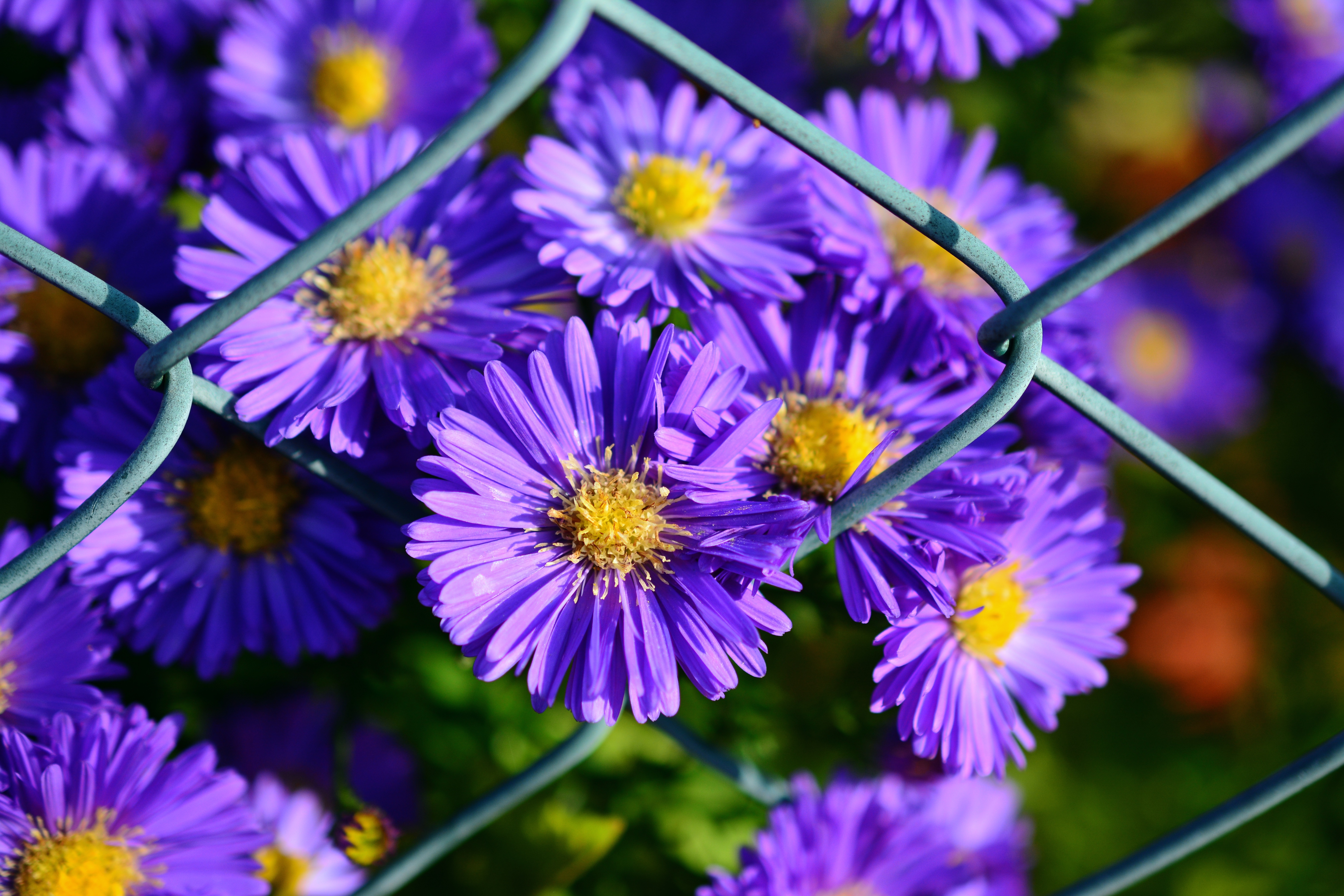 124771 descargar imagen flores, violeta, púrpura, aster: fondos de pantalla y protectores de pantalla gratis